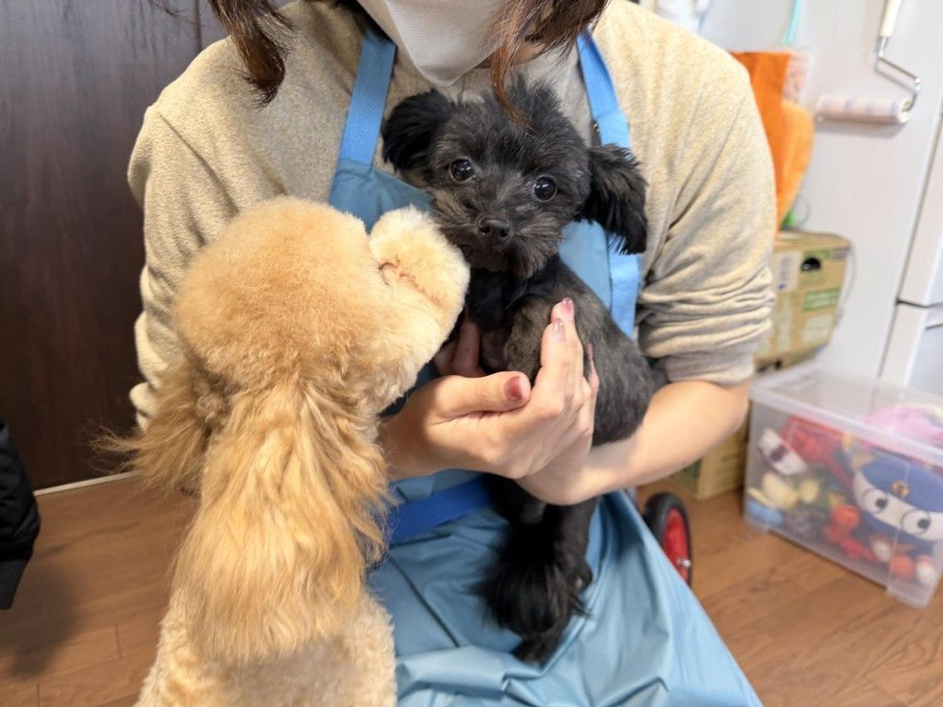 pet-image-5