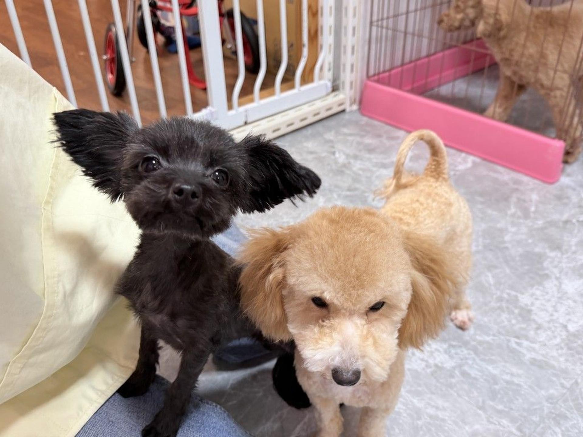 pet-image-6