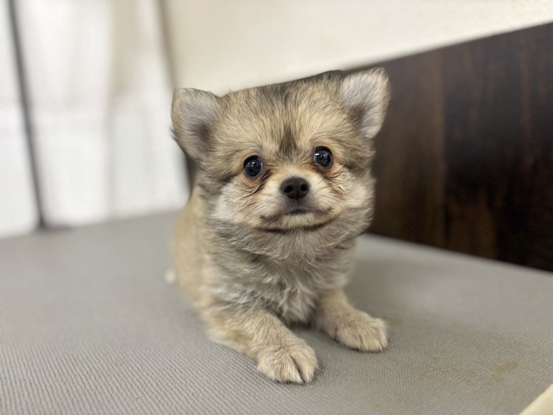 雑種（ミックス犬）・オスの里親募集の写真