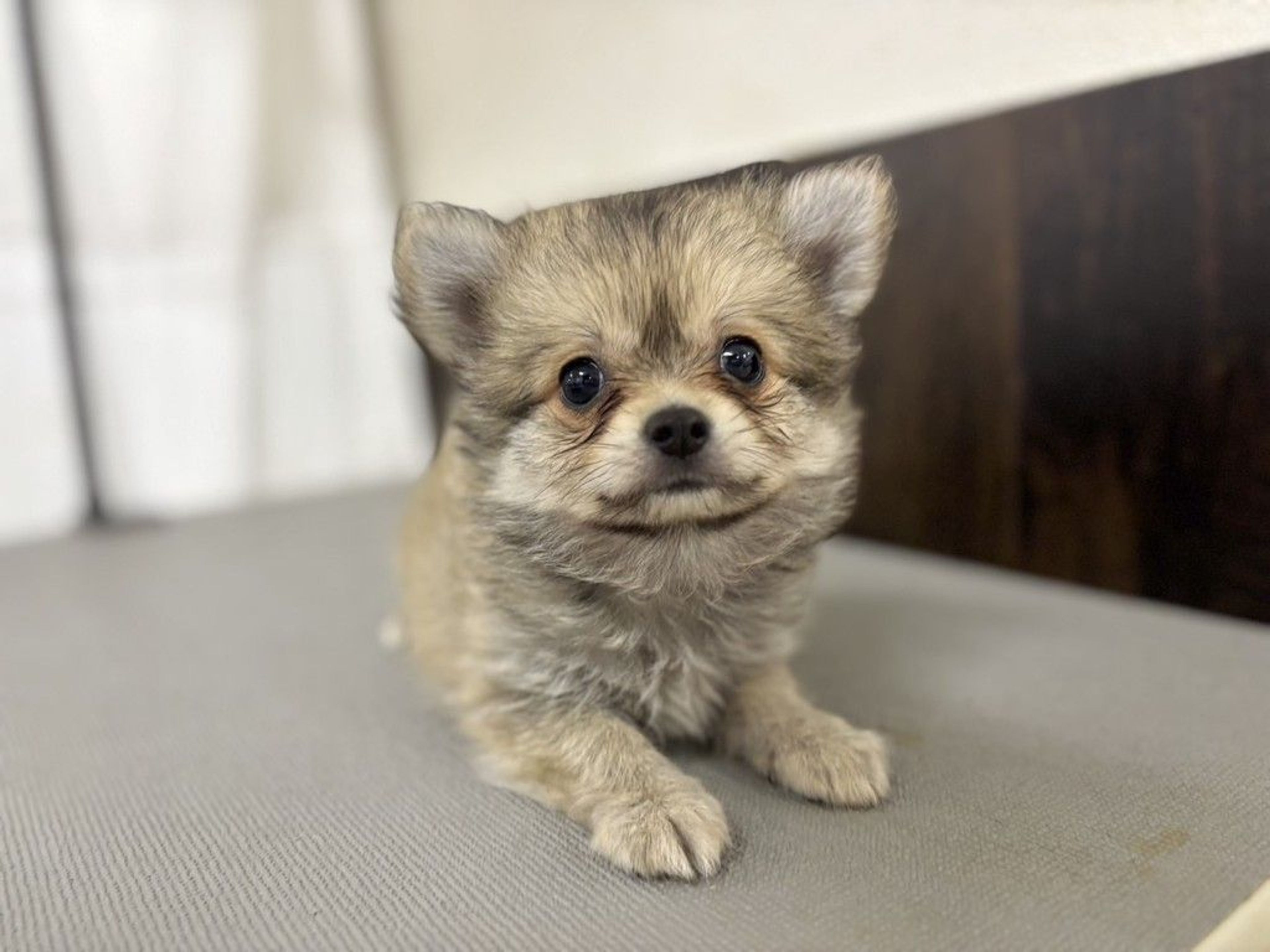 雑種（ミックス犬）・オスの里親募集の写真