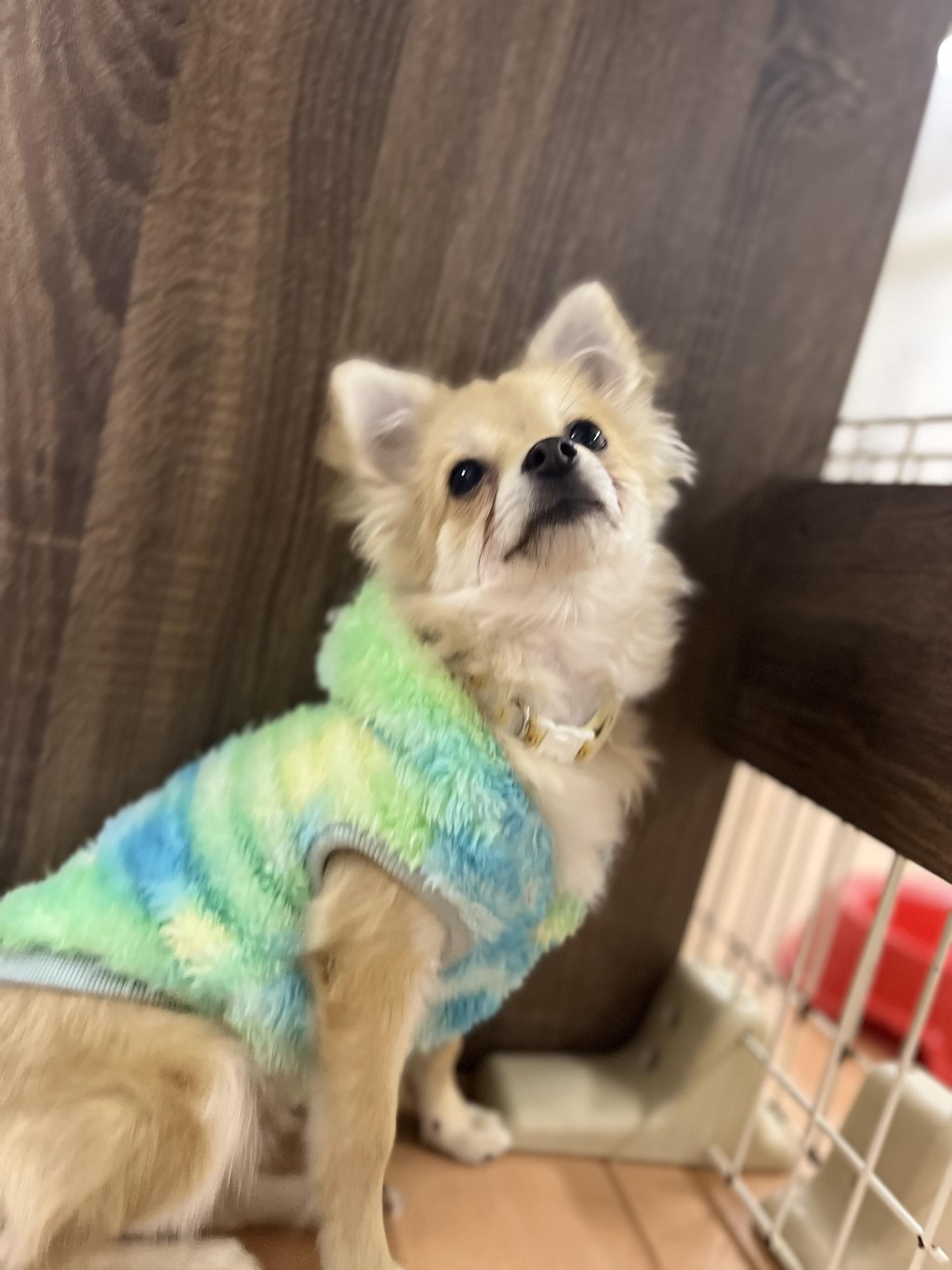 pet-image-2