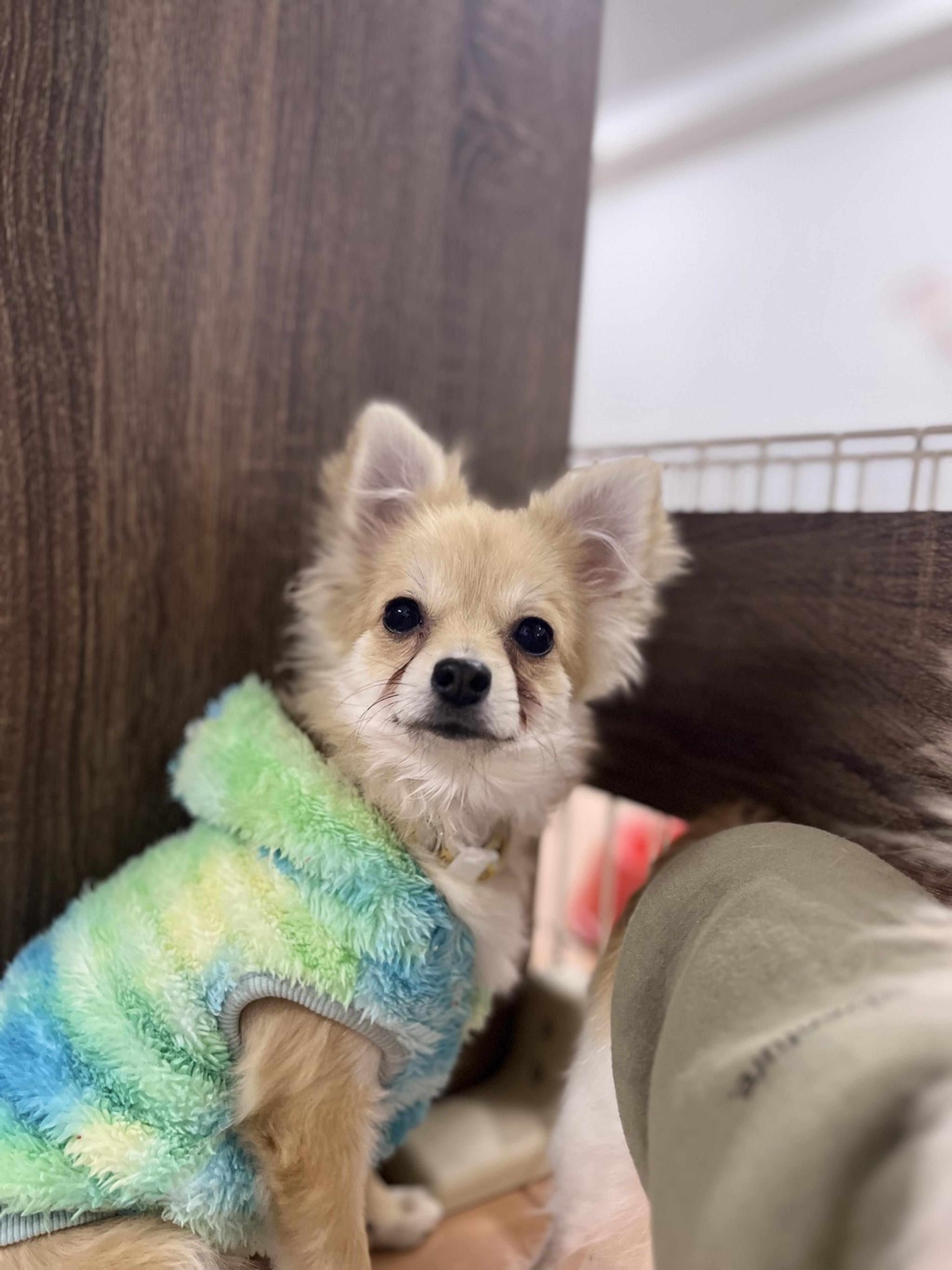 pet-image-3
