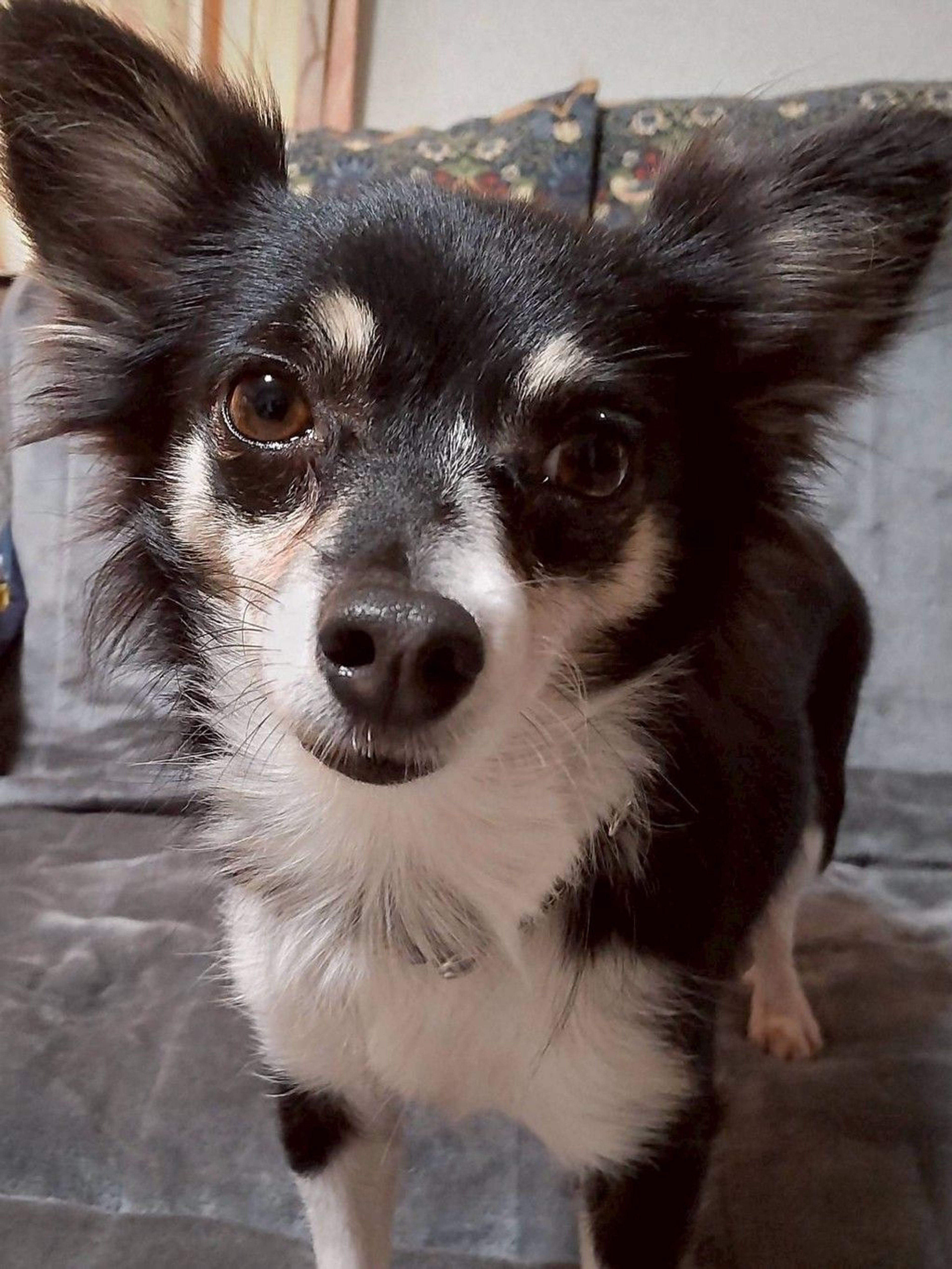 雑種（ミックス犬）・メスの里親募集の写真