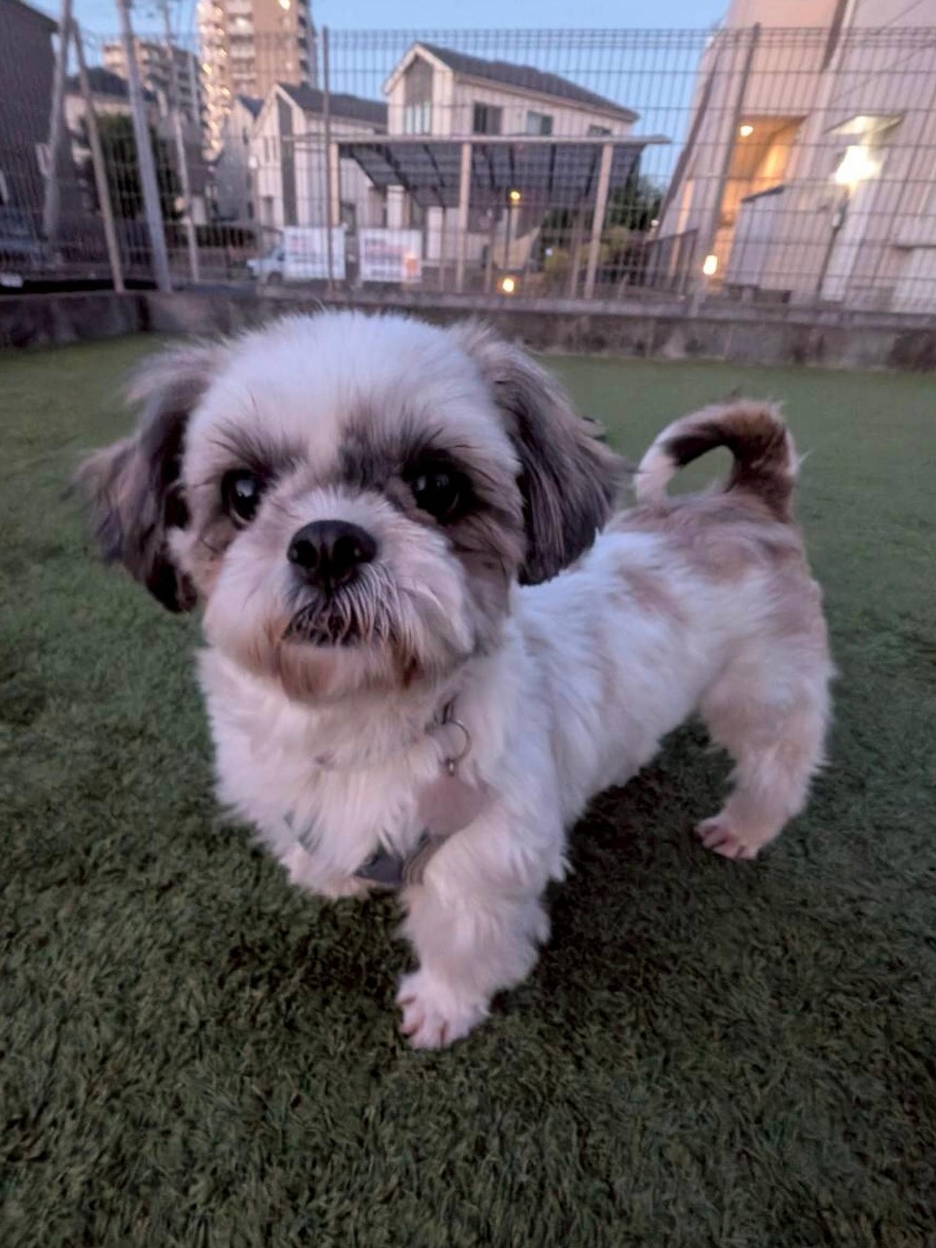 pet-image-2