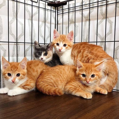 雑種（ミックス猫）・メスの里親募集の写真