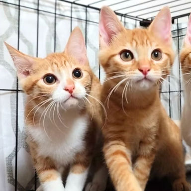 雑種（ミックス猫）・メスの里親募集の写真