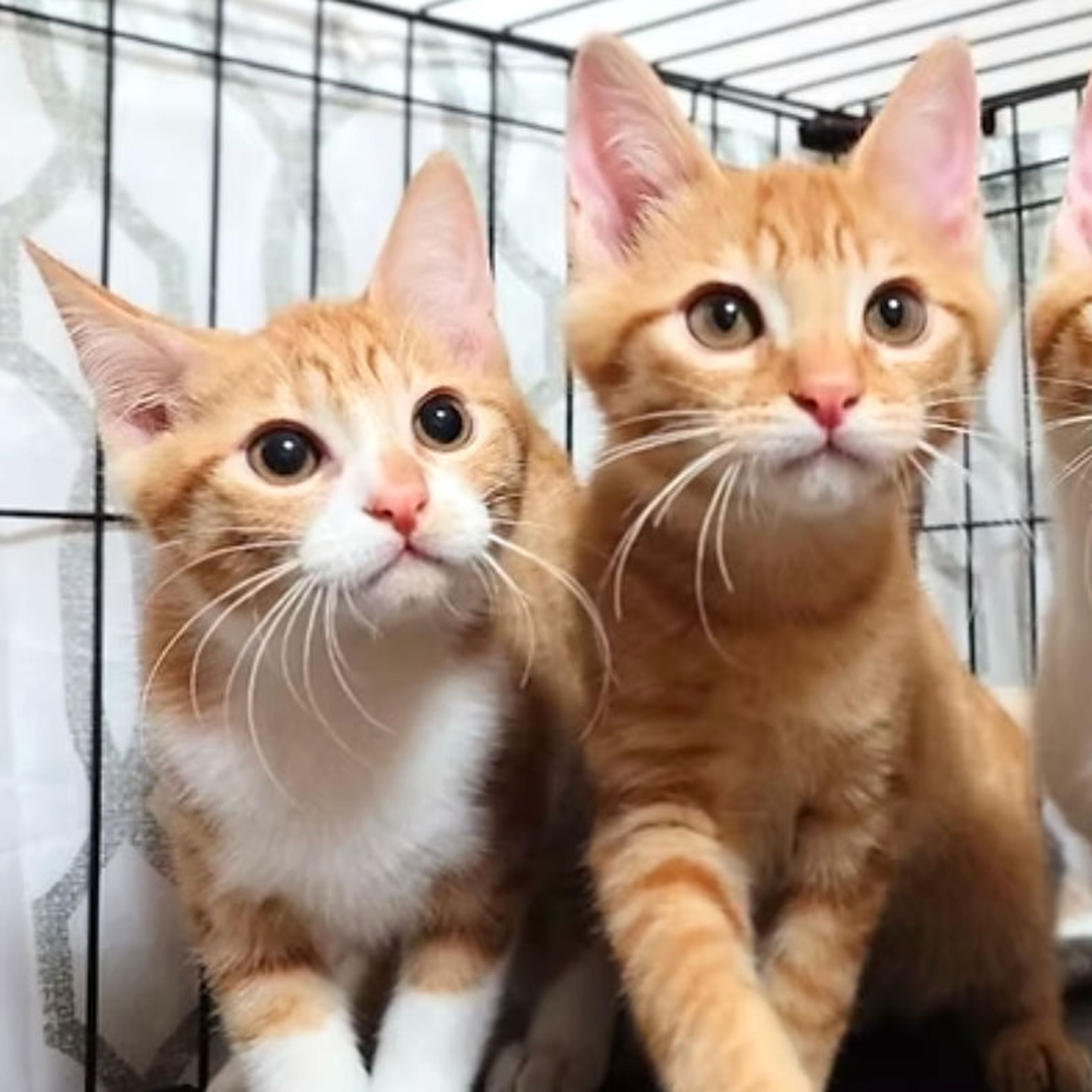 雑種（ミックス猫）・メスの里親募集の写真