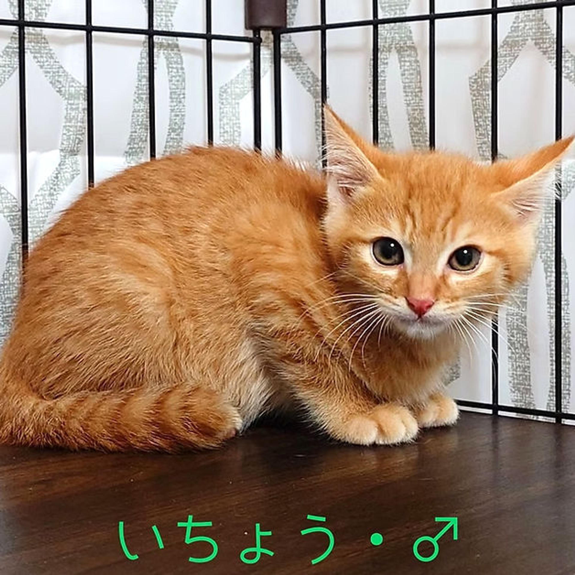 pet-image-6