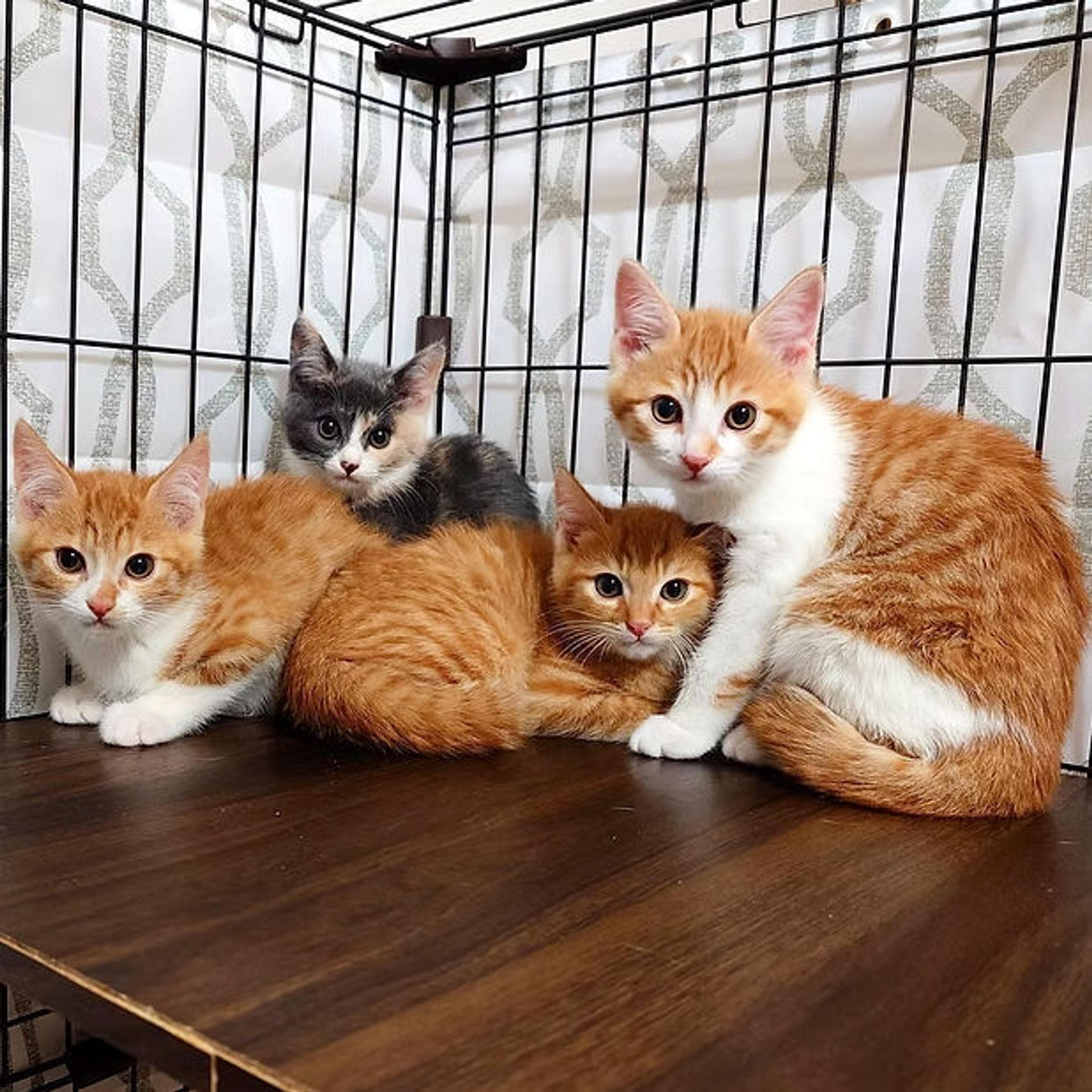 pet-image-7