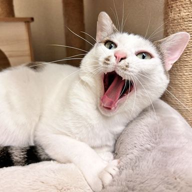 秋良（あきら）