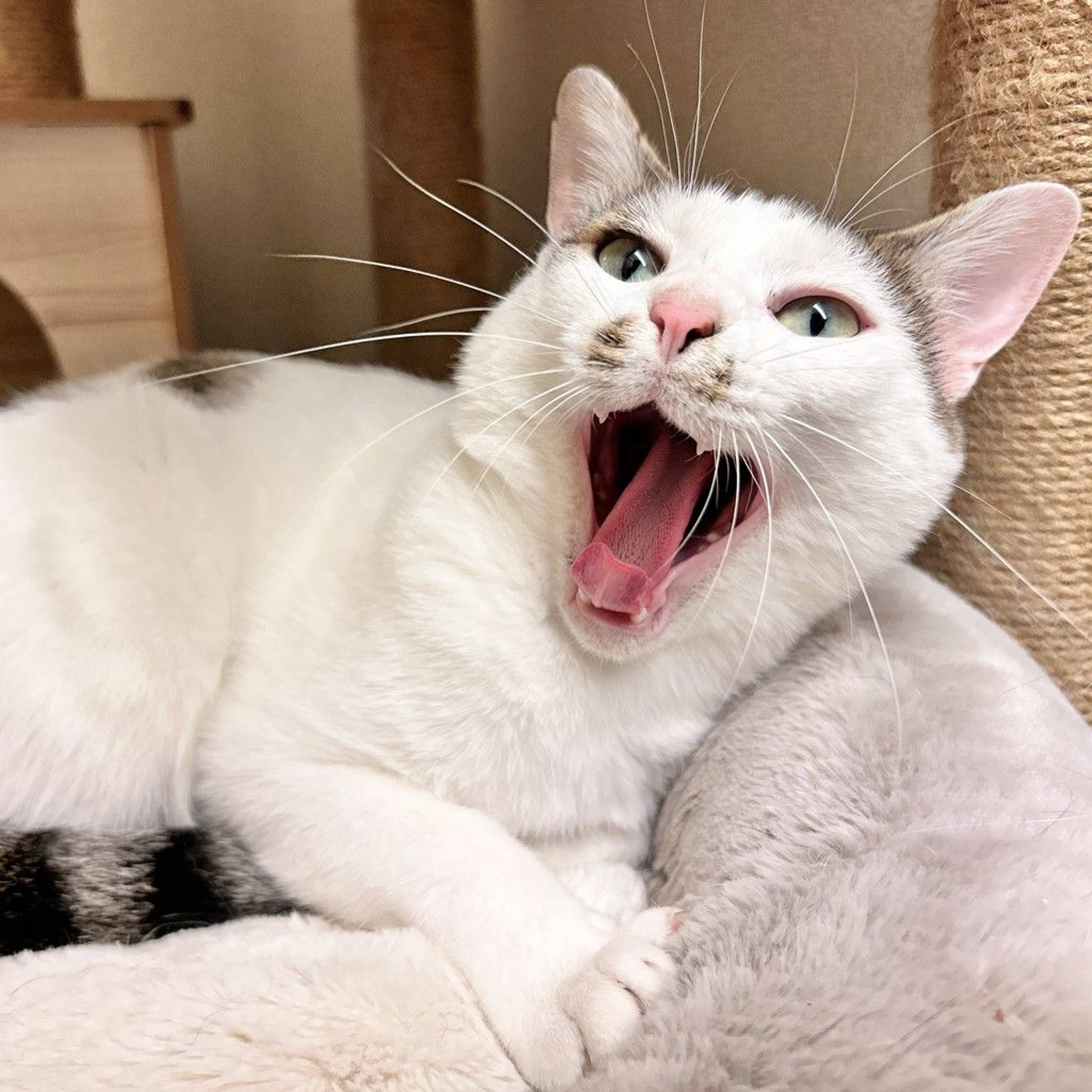 雑種（ミックス猫）・オスの里親募集の写真