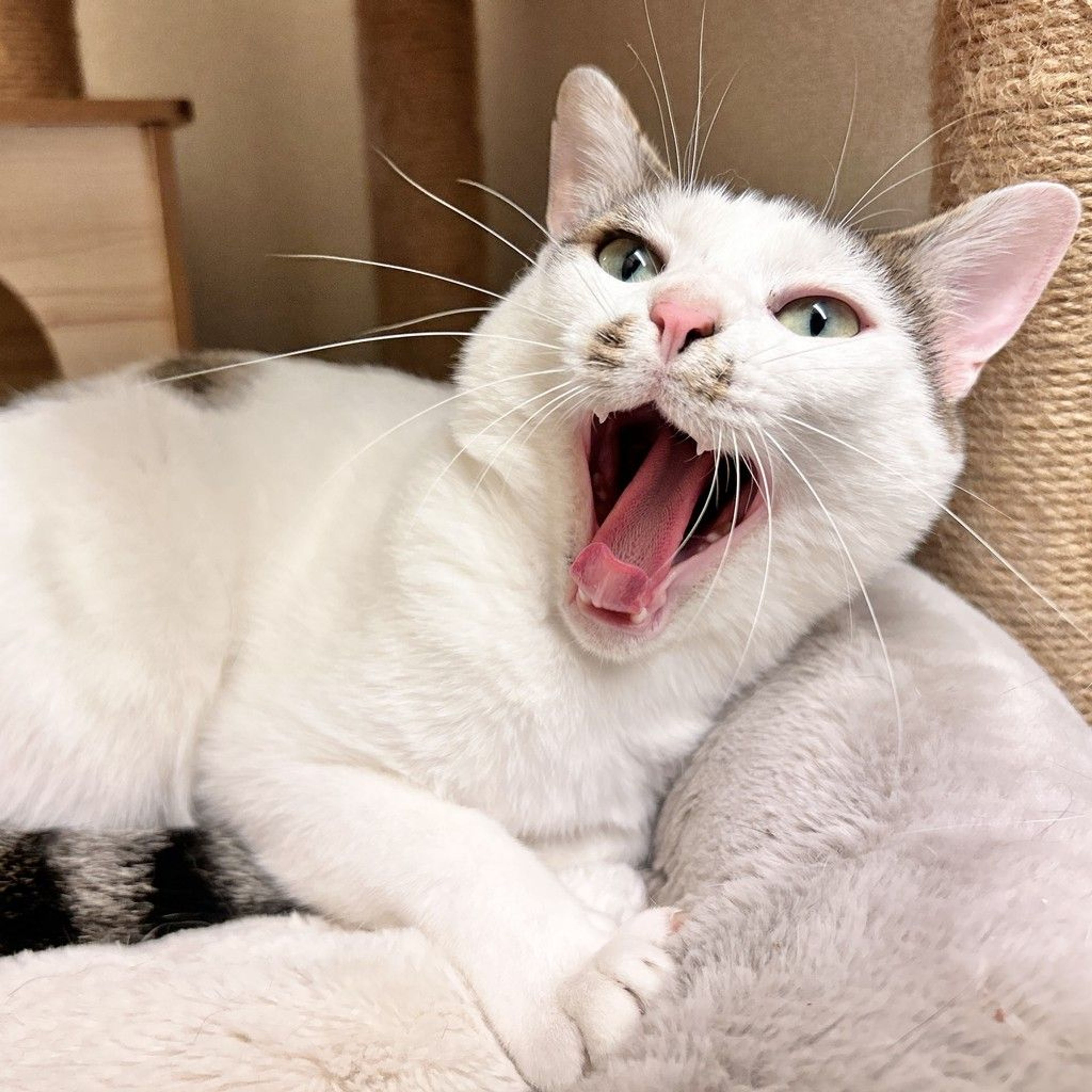 雑種（ミックス猫）・オスの里親募集の写真