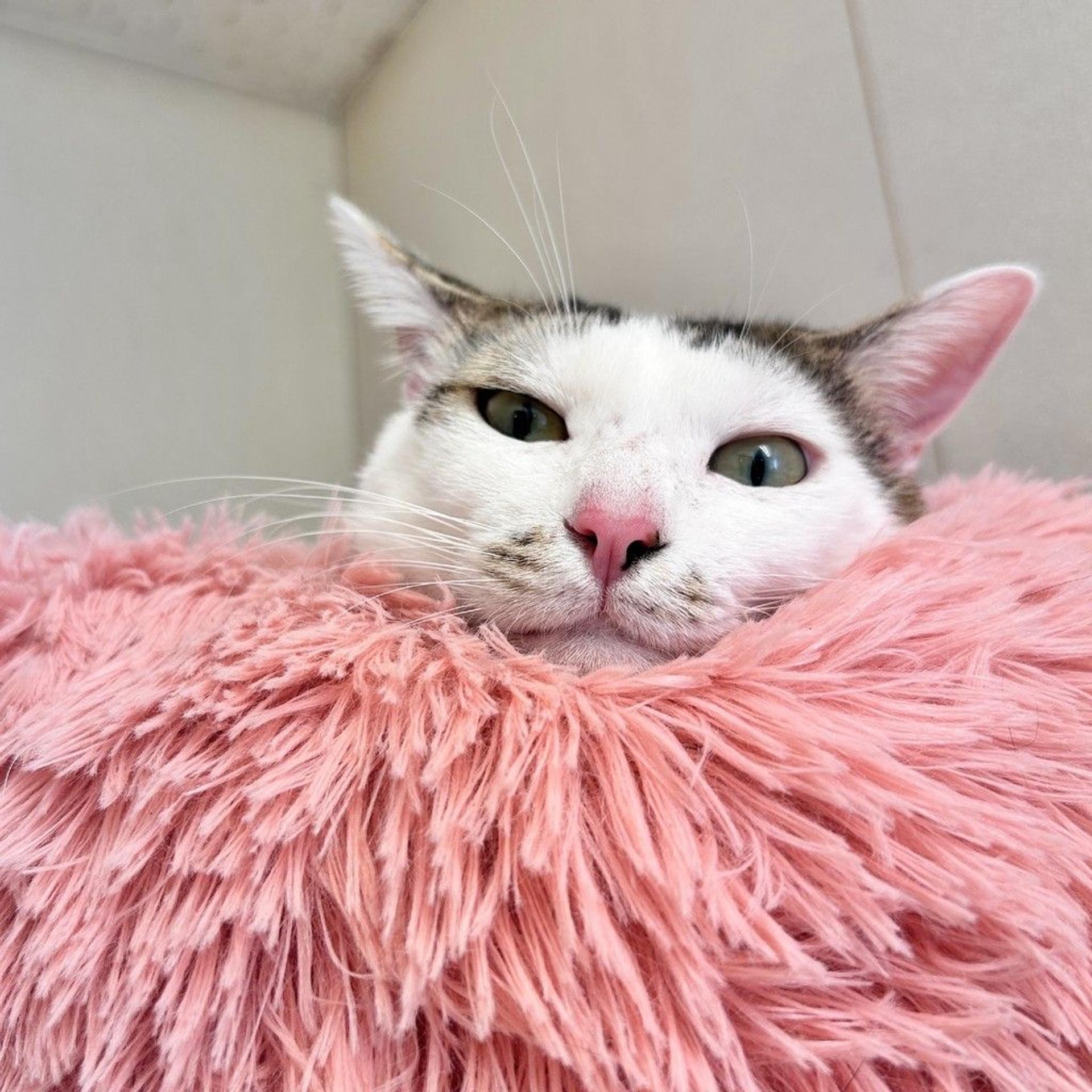 pet-image-2