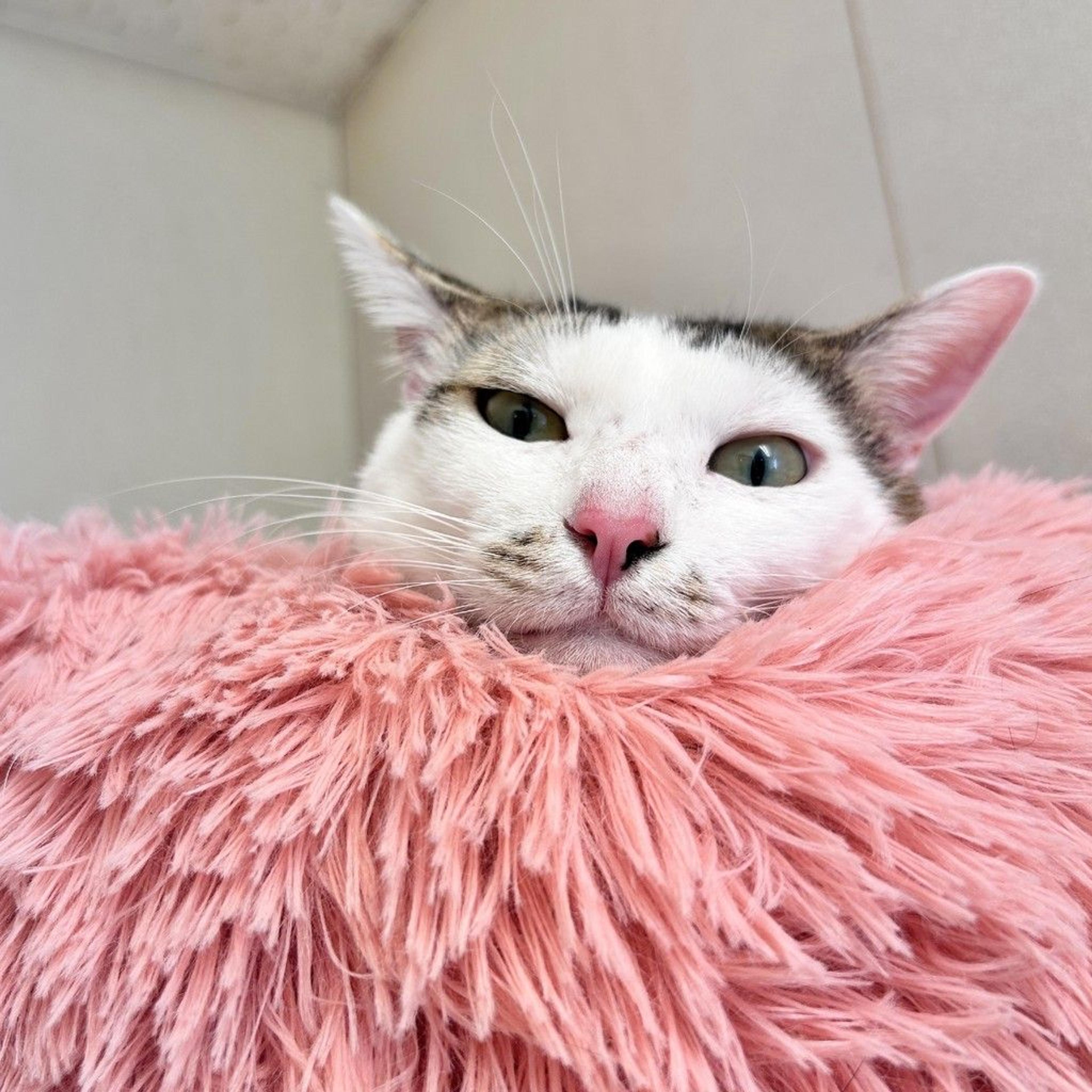 pet-image-2