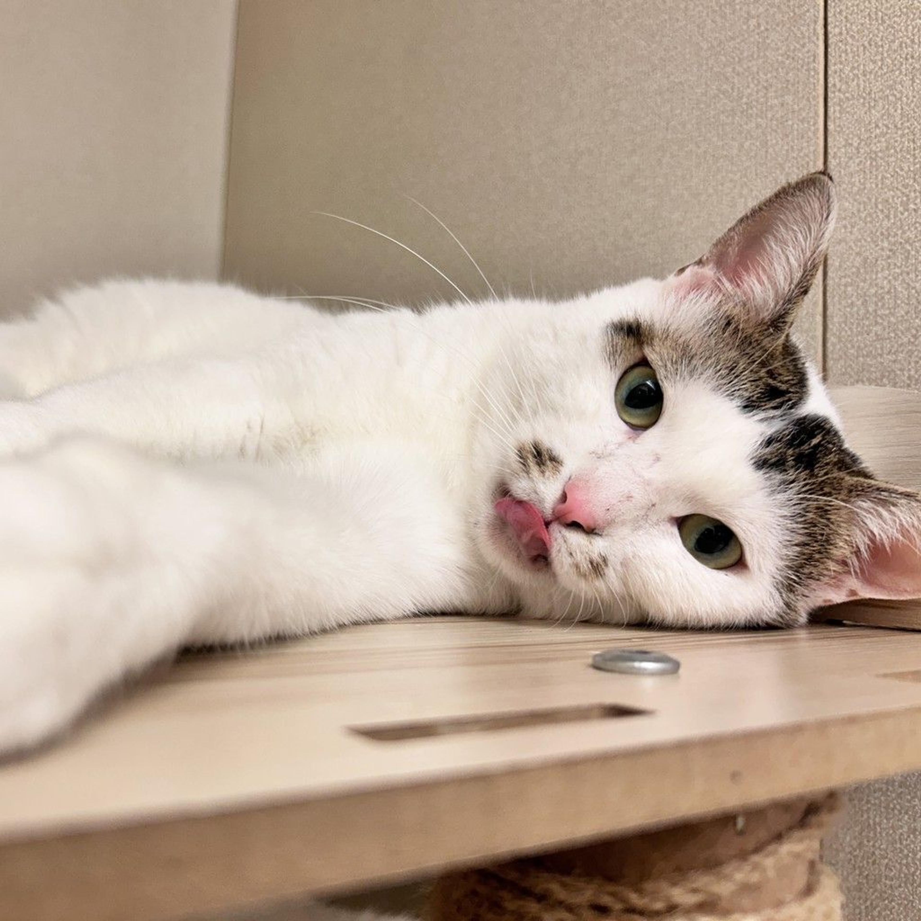 pet-image-3
