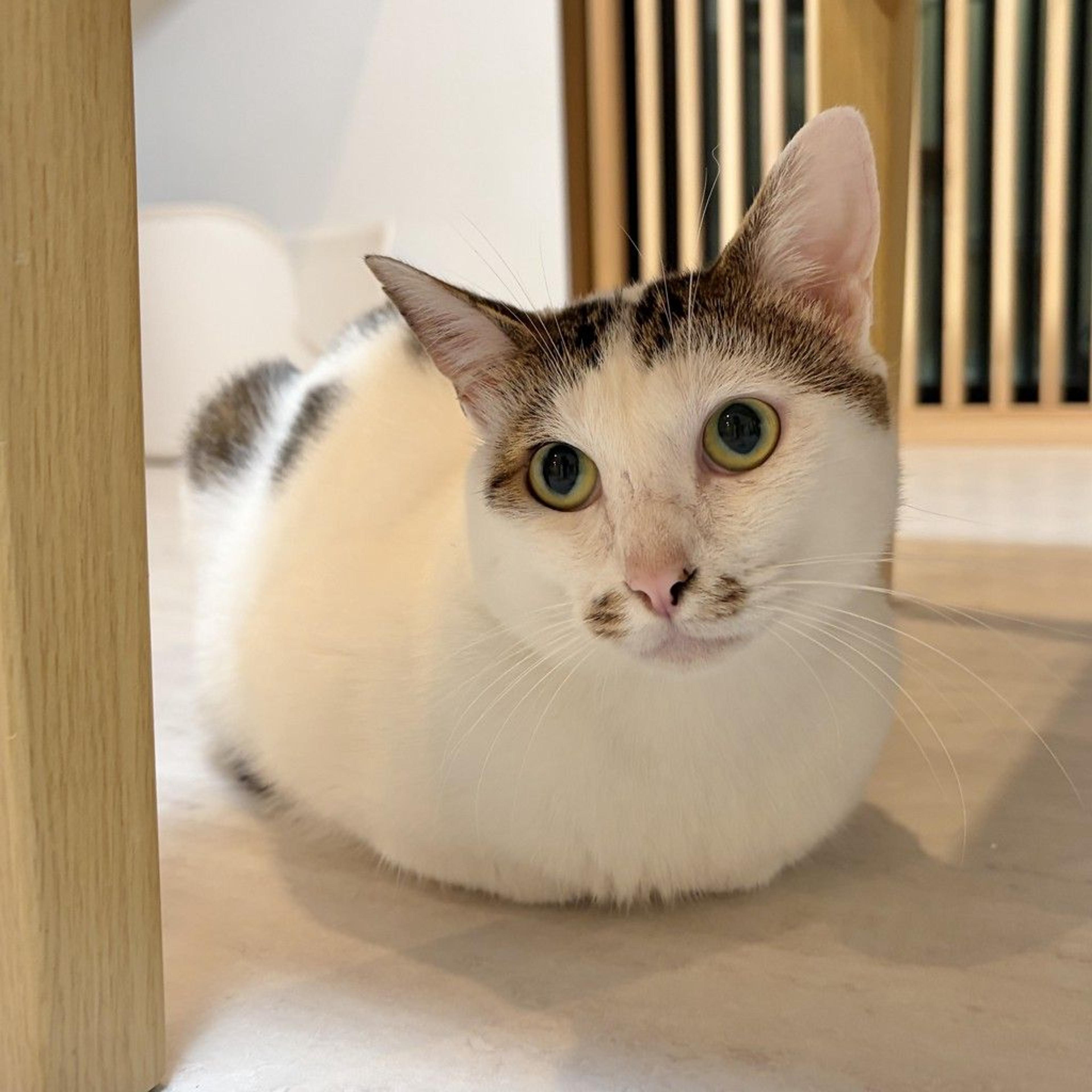 pet-image-4