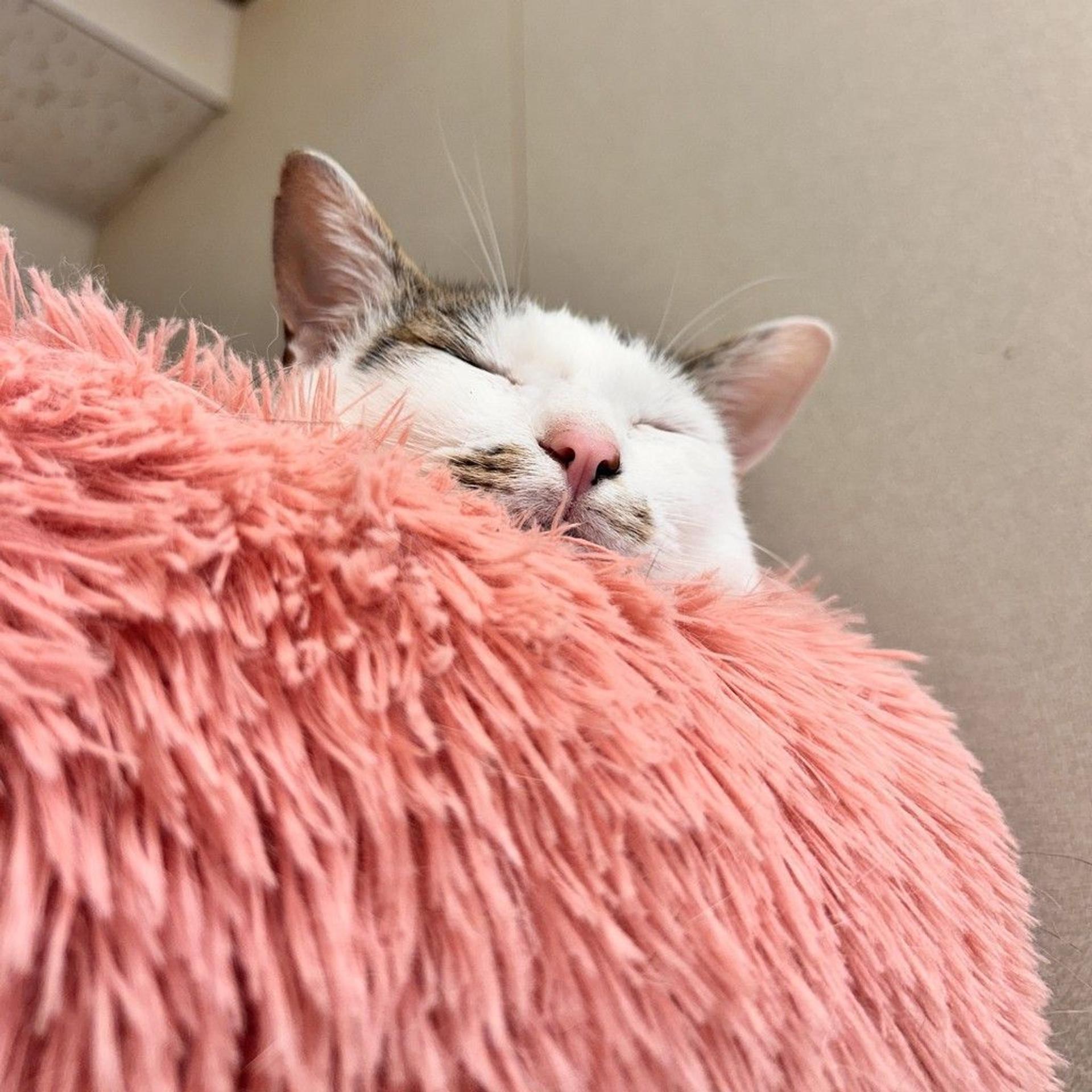 pet-image-5