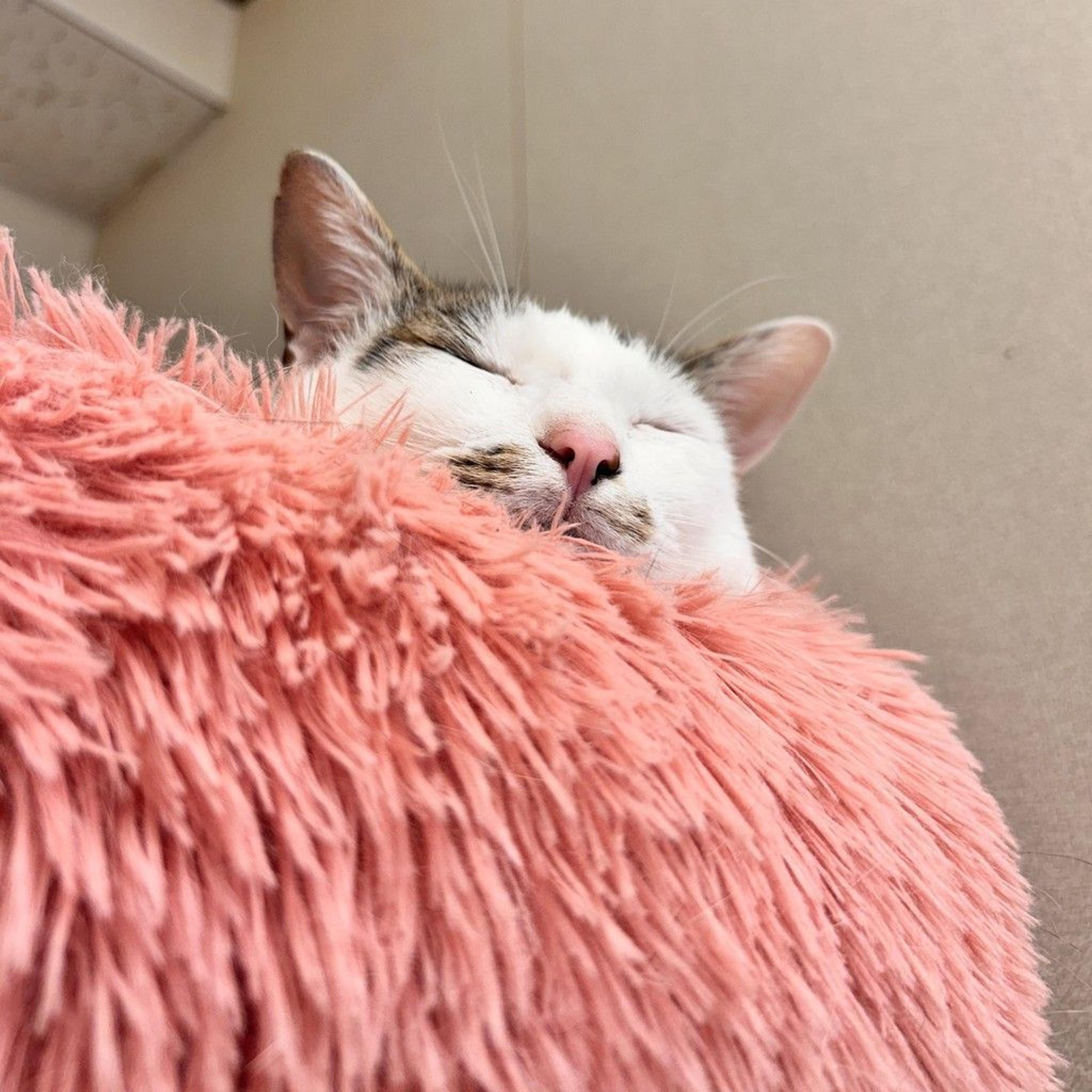 pet-image-5