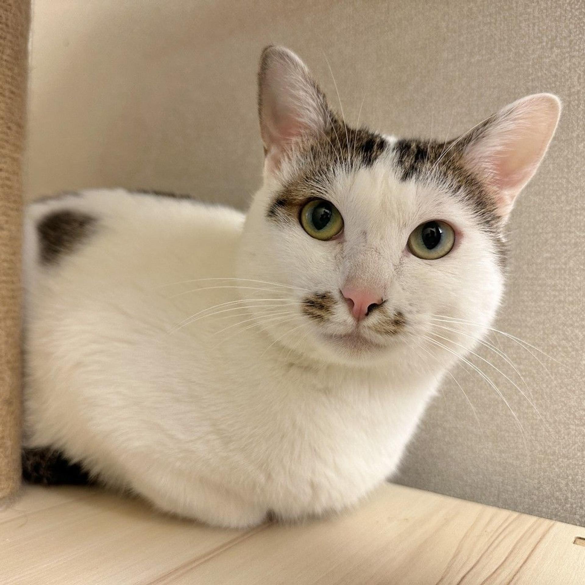 pet-image-7