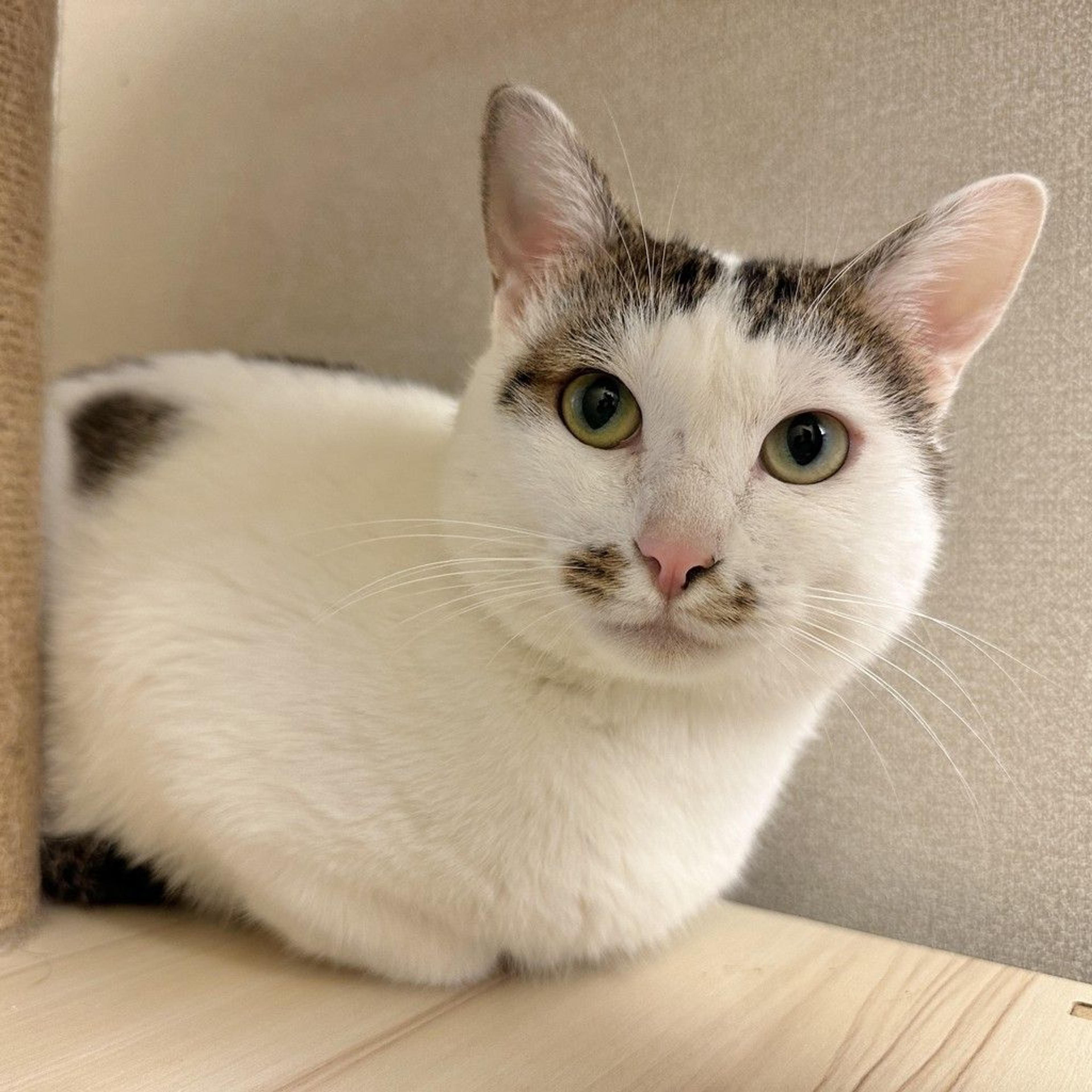 pet-image-7