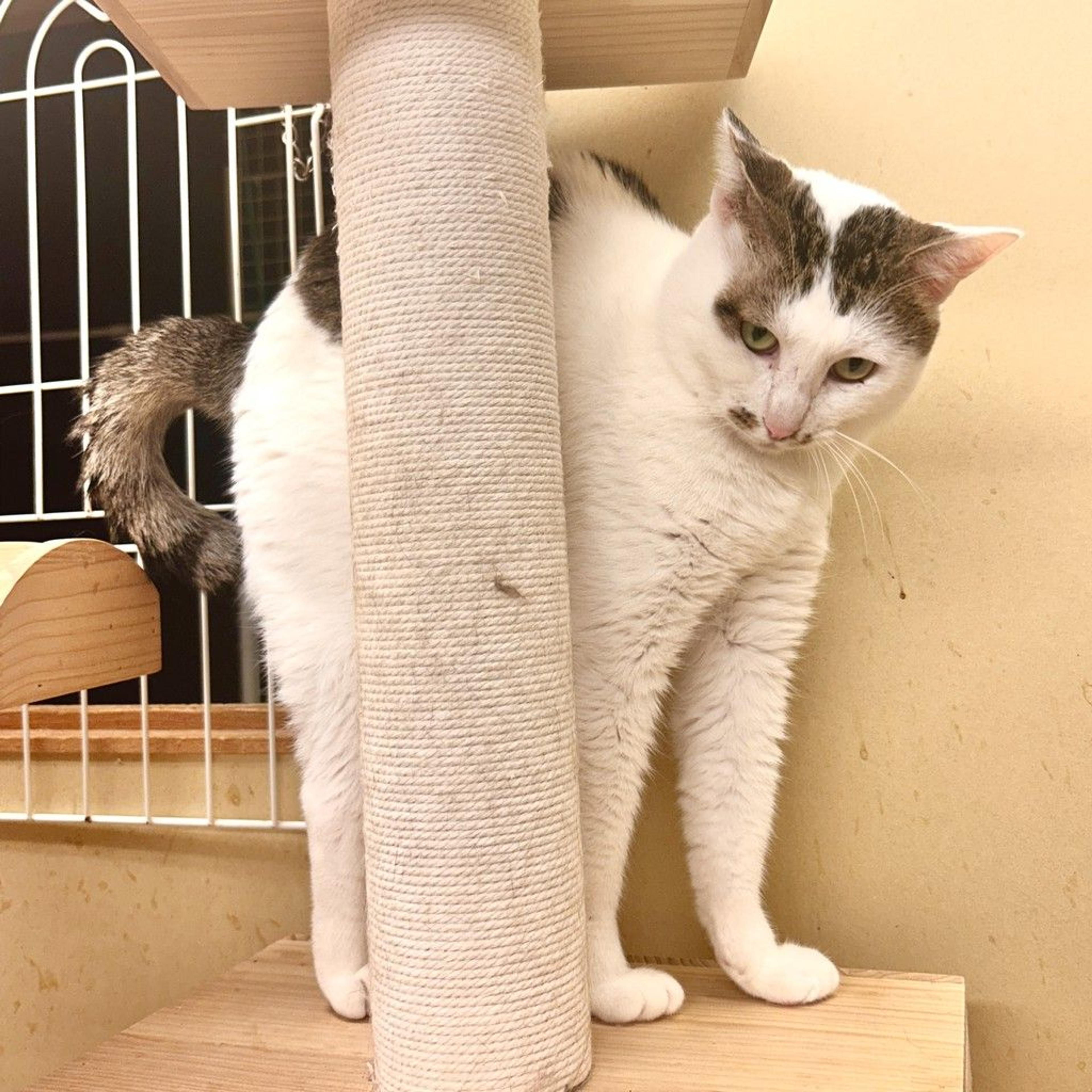 pet-image-8