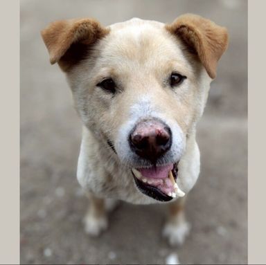 雑種（ミックス犬）・オスの里親募集の写真