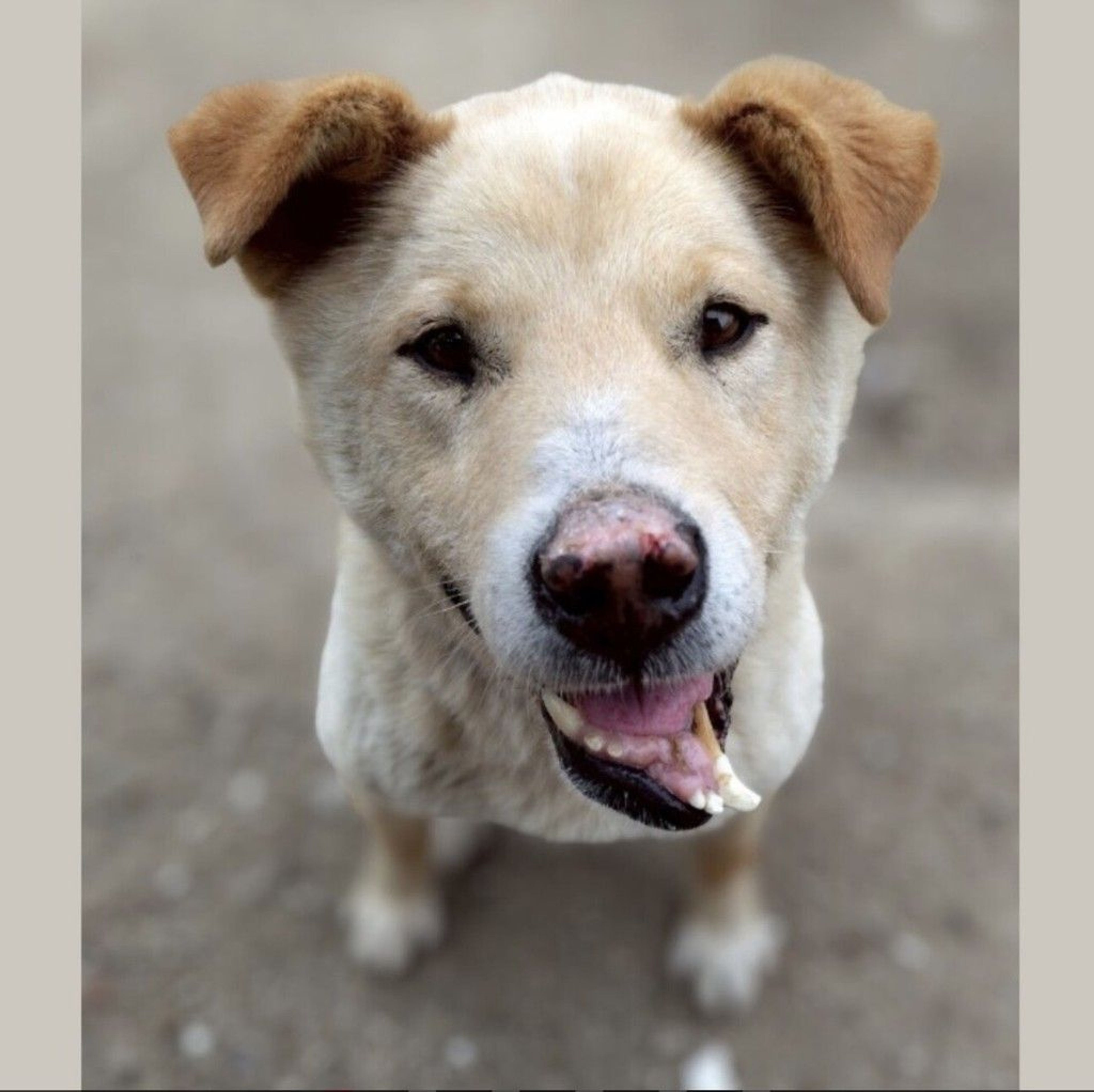 雑種（ミックス犬）・オスの里親募集の写真