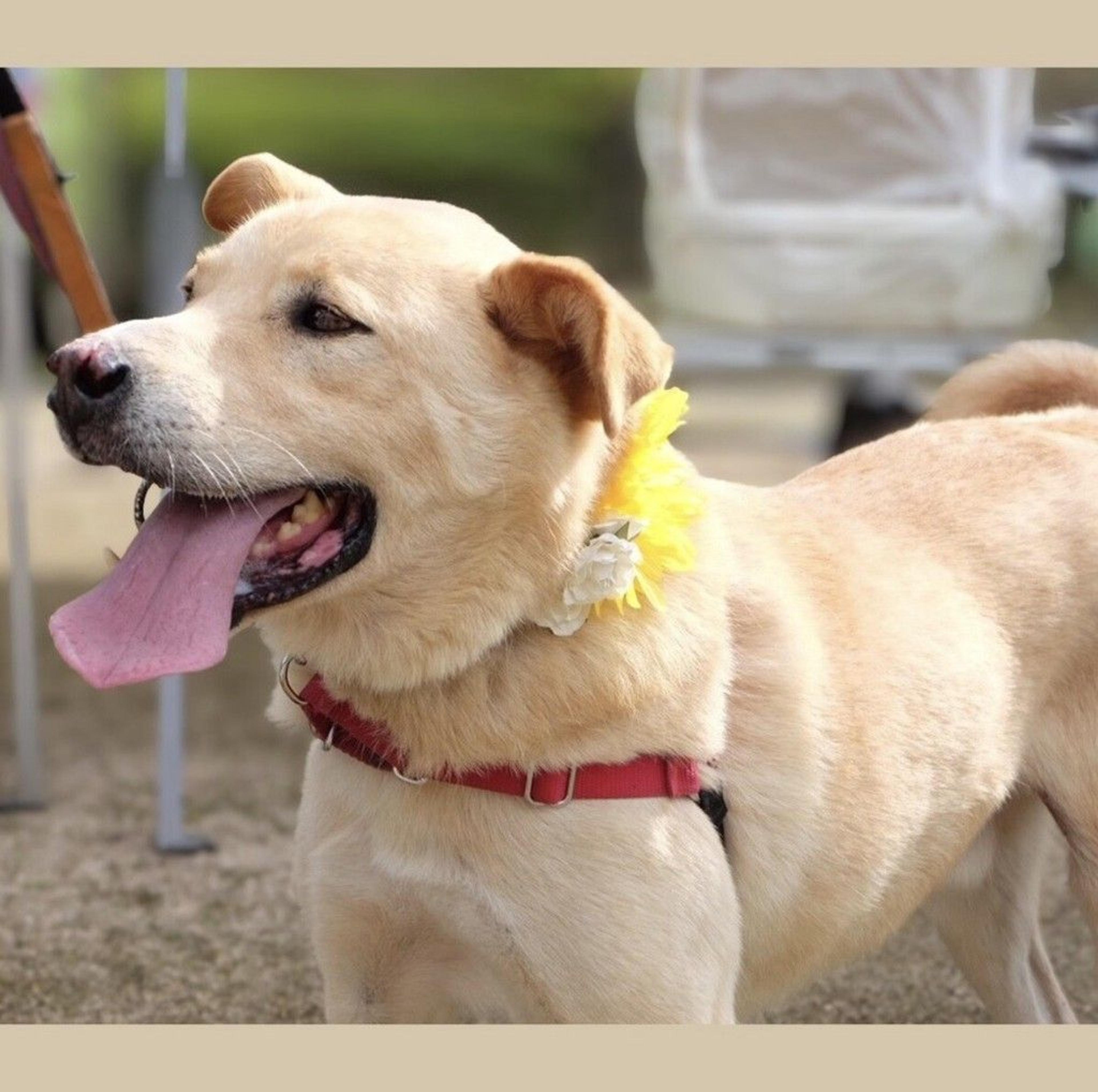 pet-image-3
