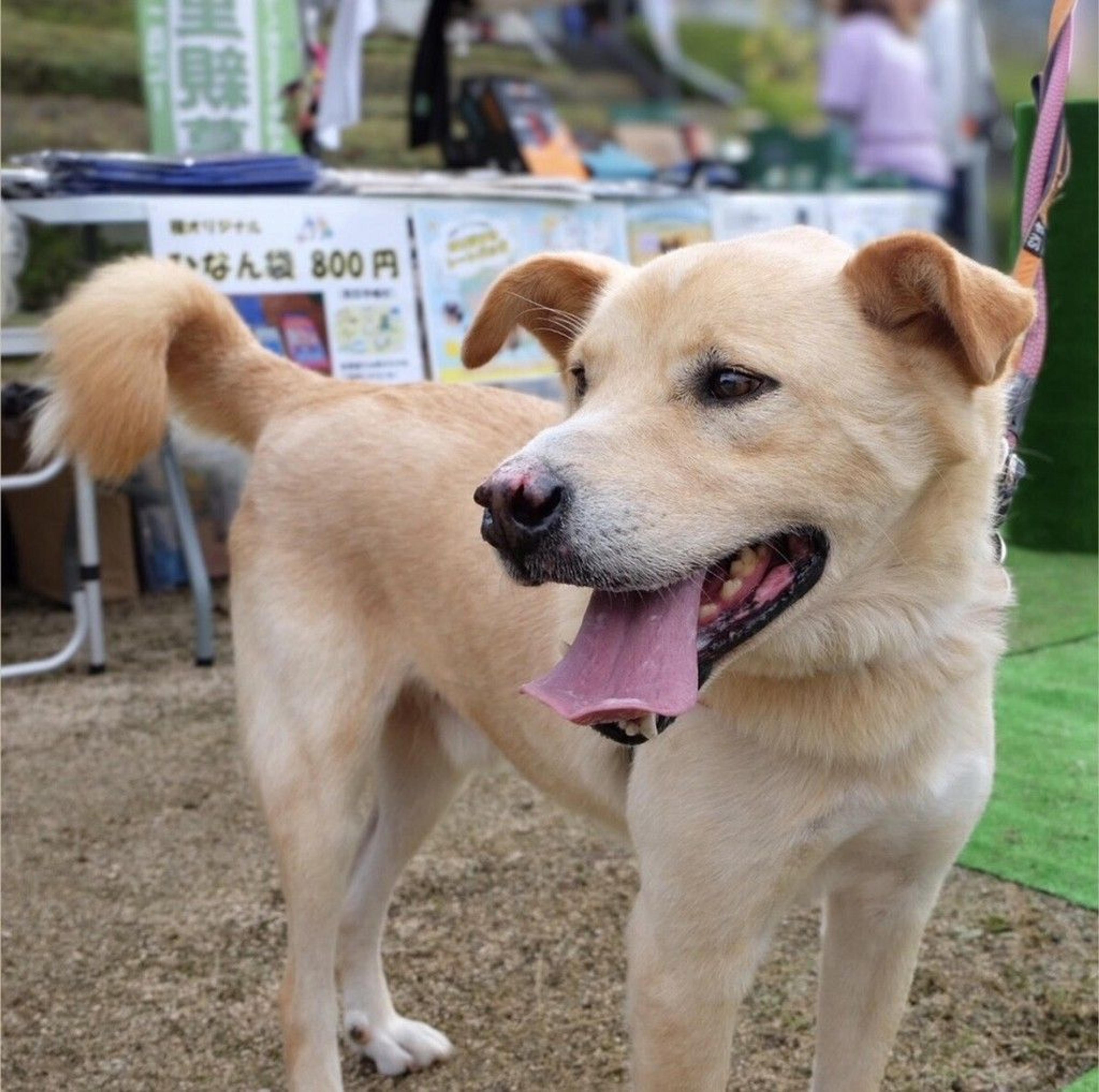 pet-image-4