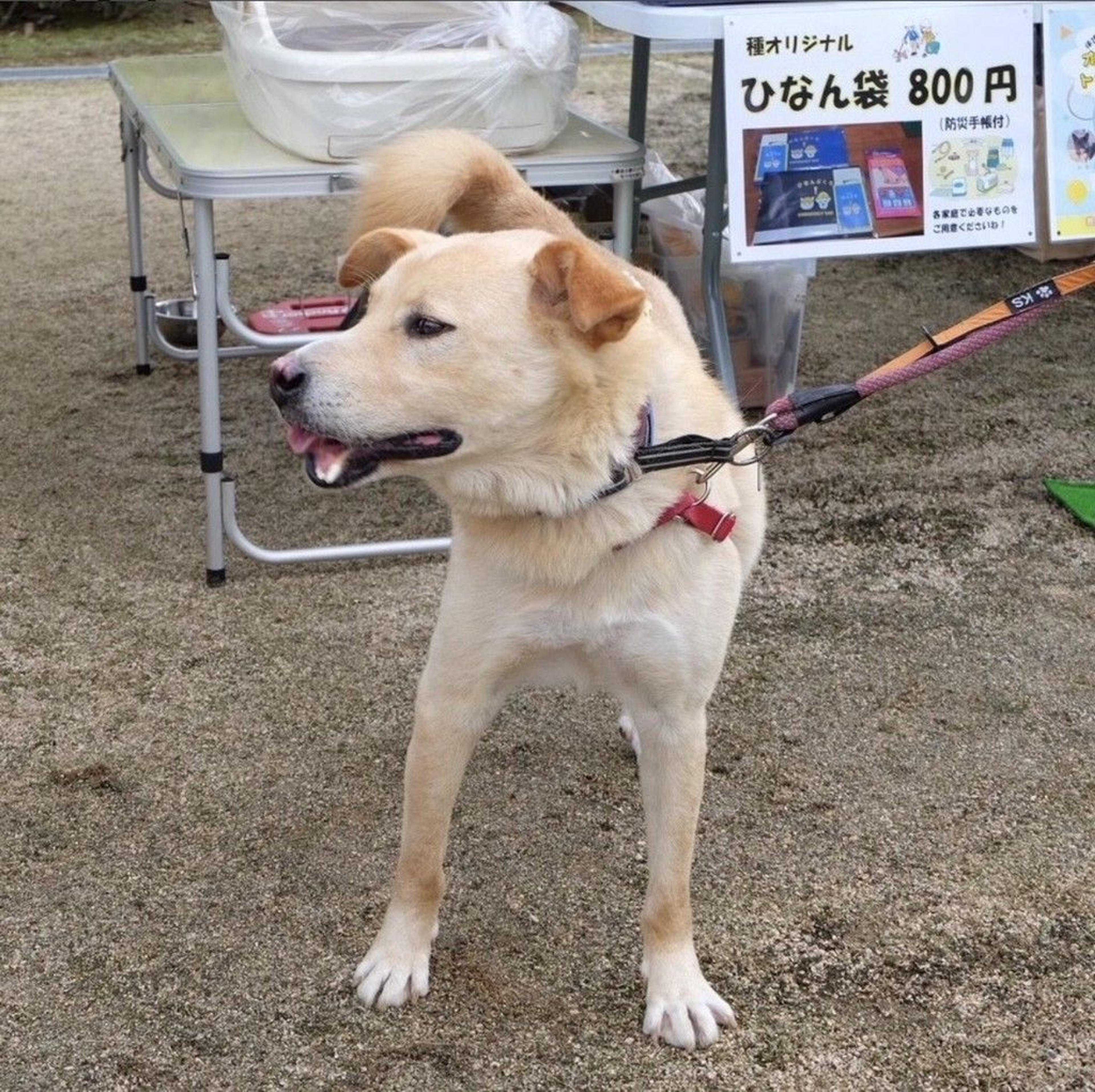 pet-image-6