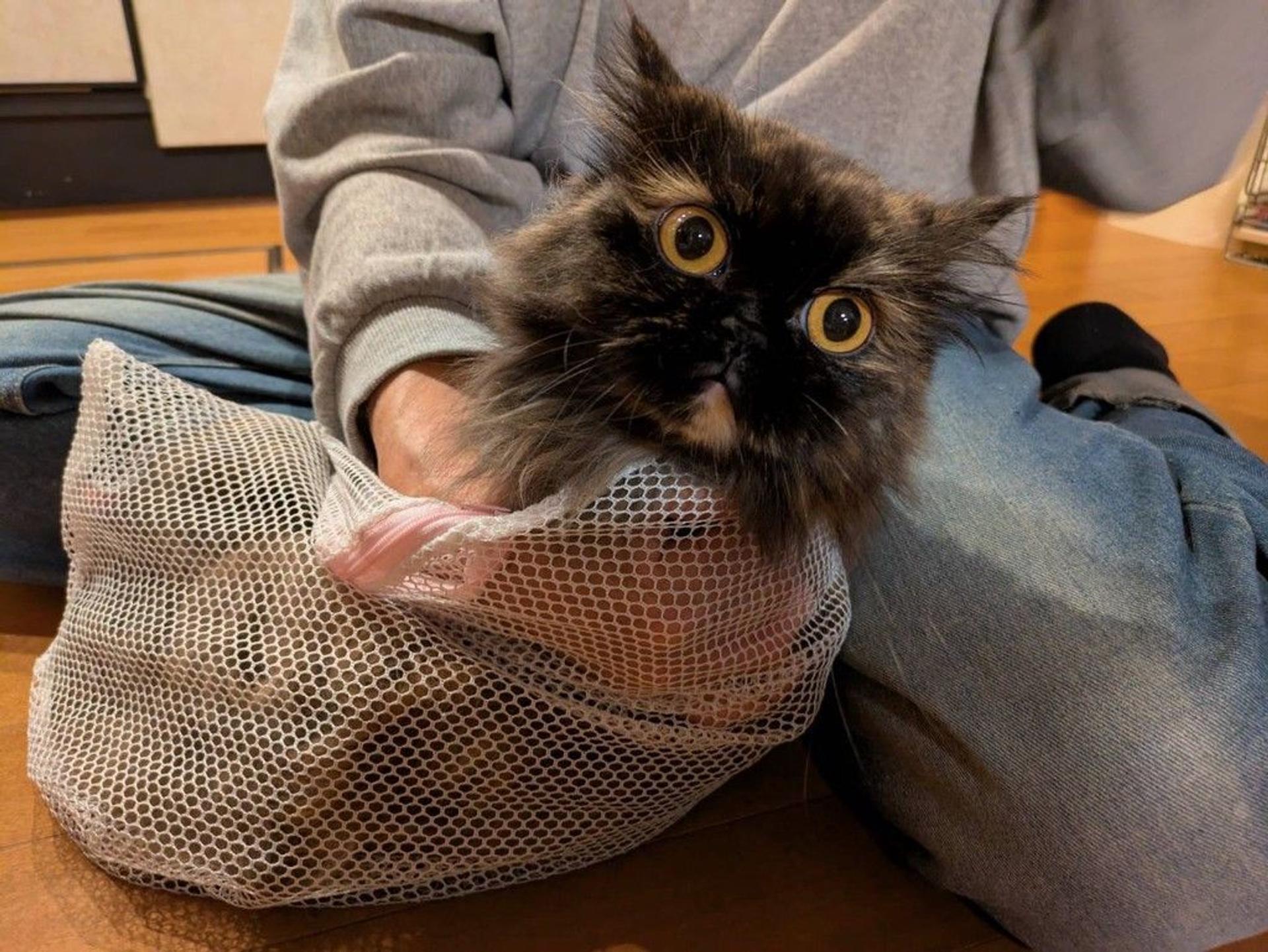 pet-image-3