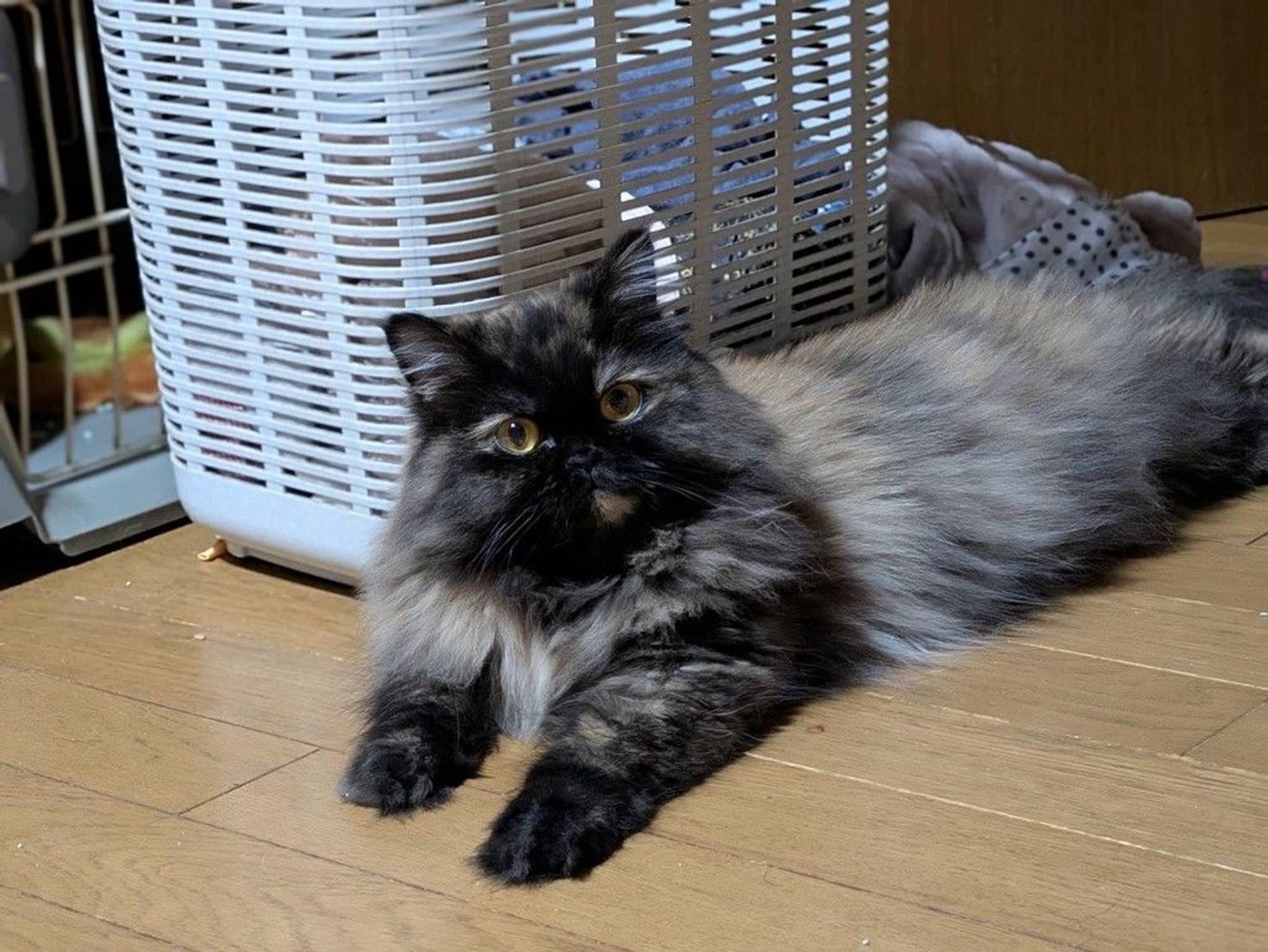 pet-image-4