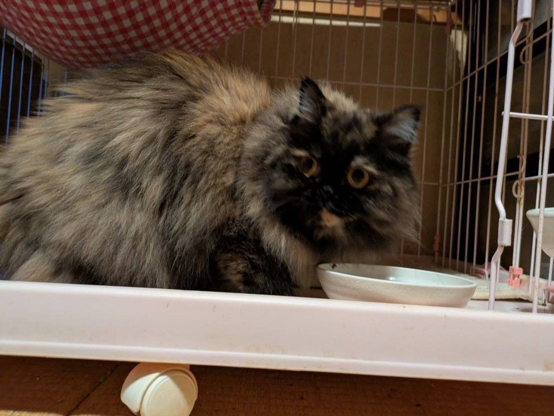 pet-image-5