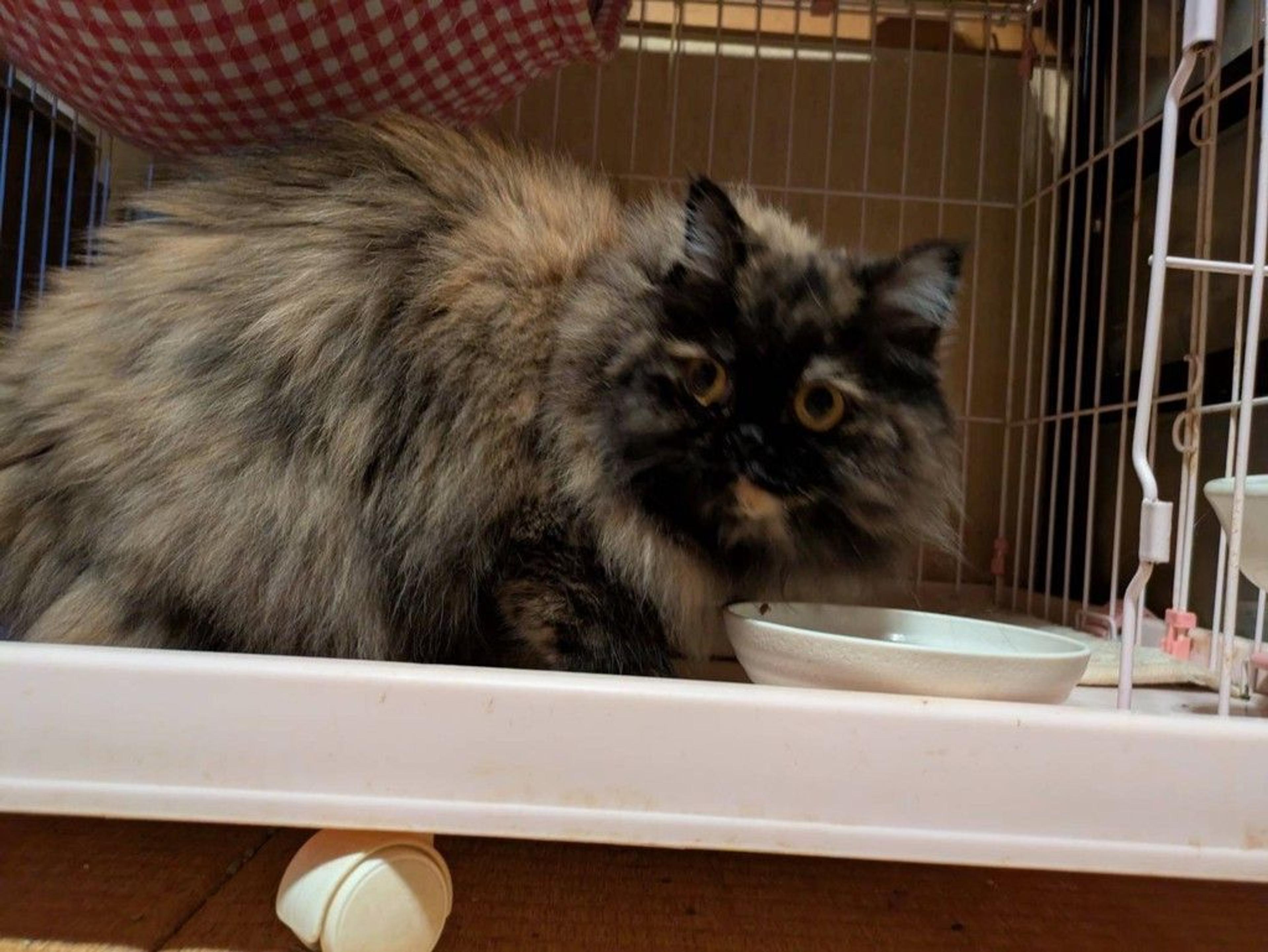 pet-image-5