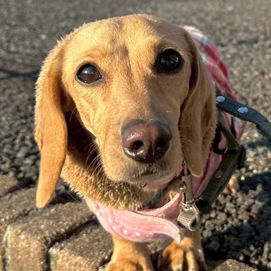 ミニチュア・ダックスフンド・メスの里親募集の写真