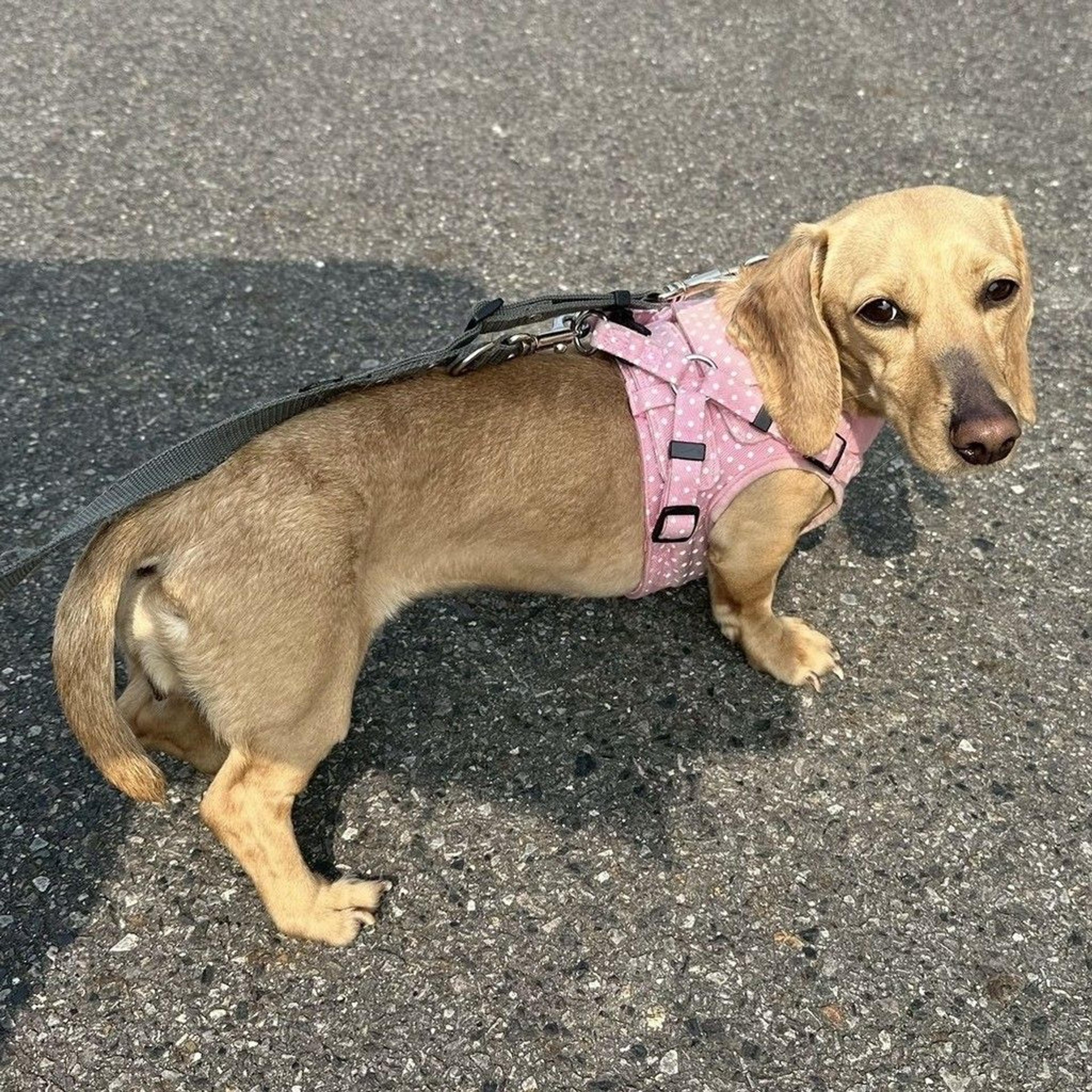 pet-image-8