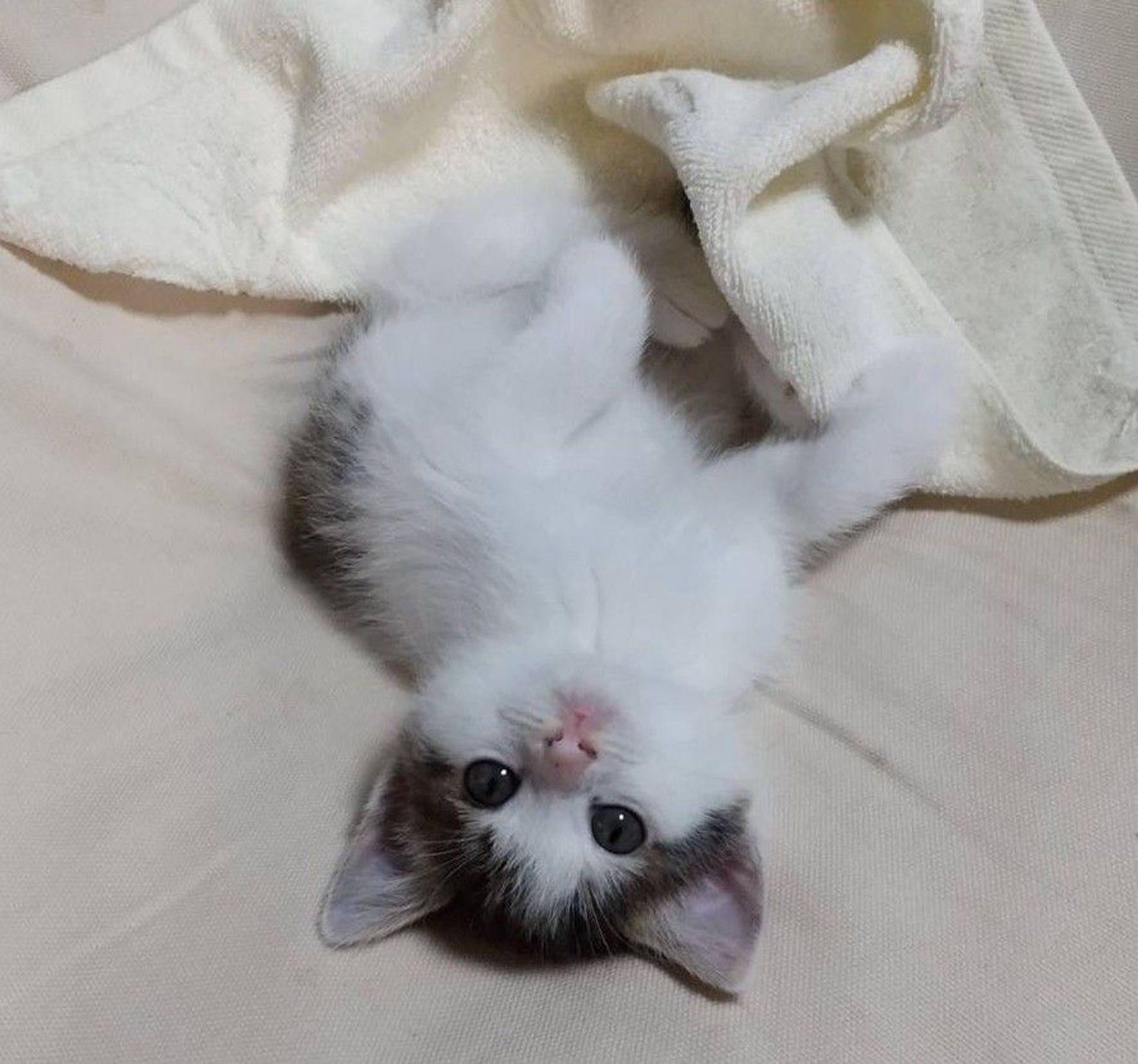 雑種（ミックス猫）・メスの里親募集の写真