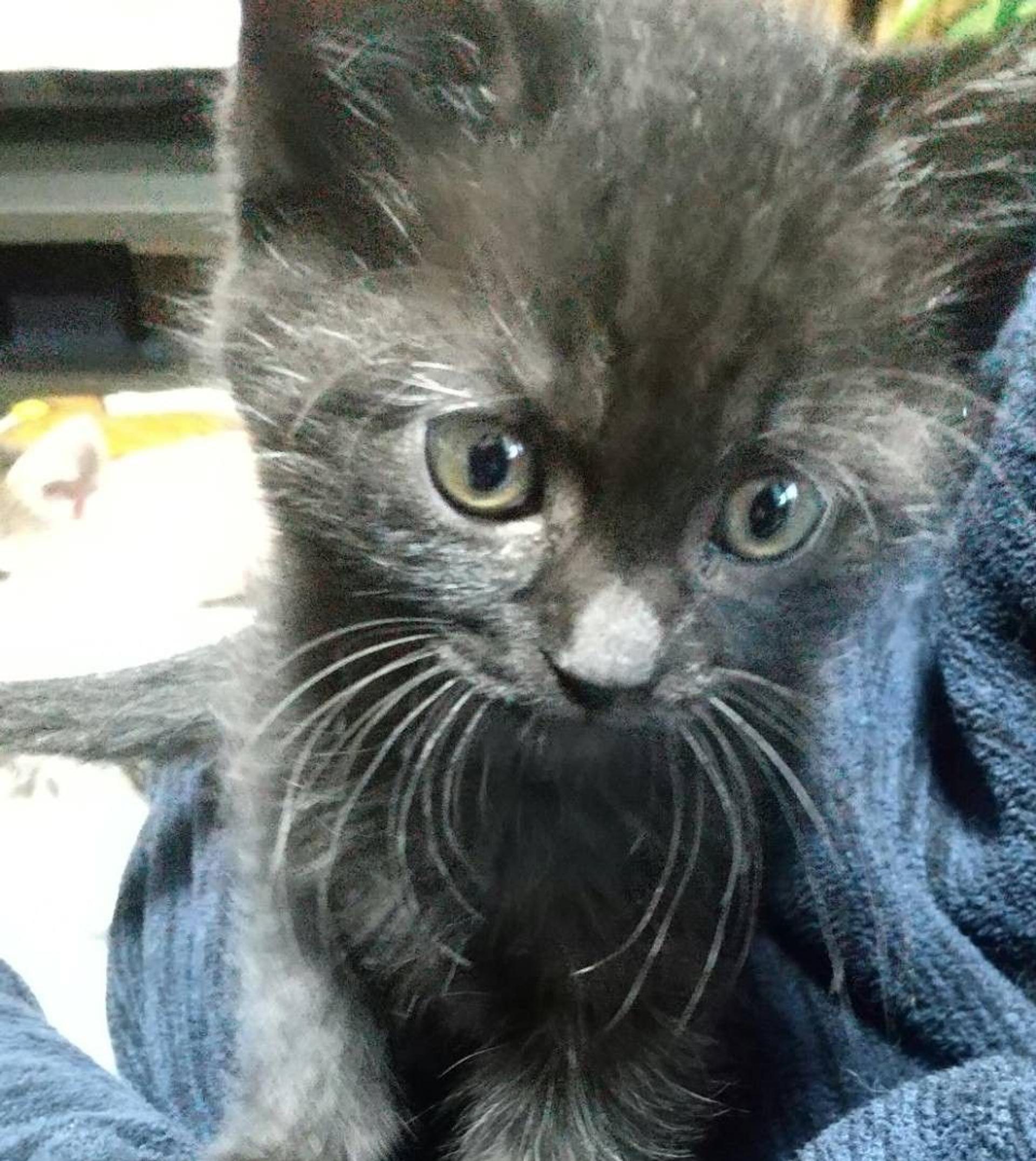 pet-image-2