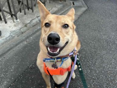 雑種（ミックス犬）・メスの里親募集の写真