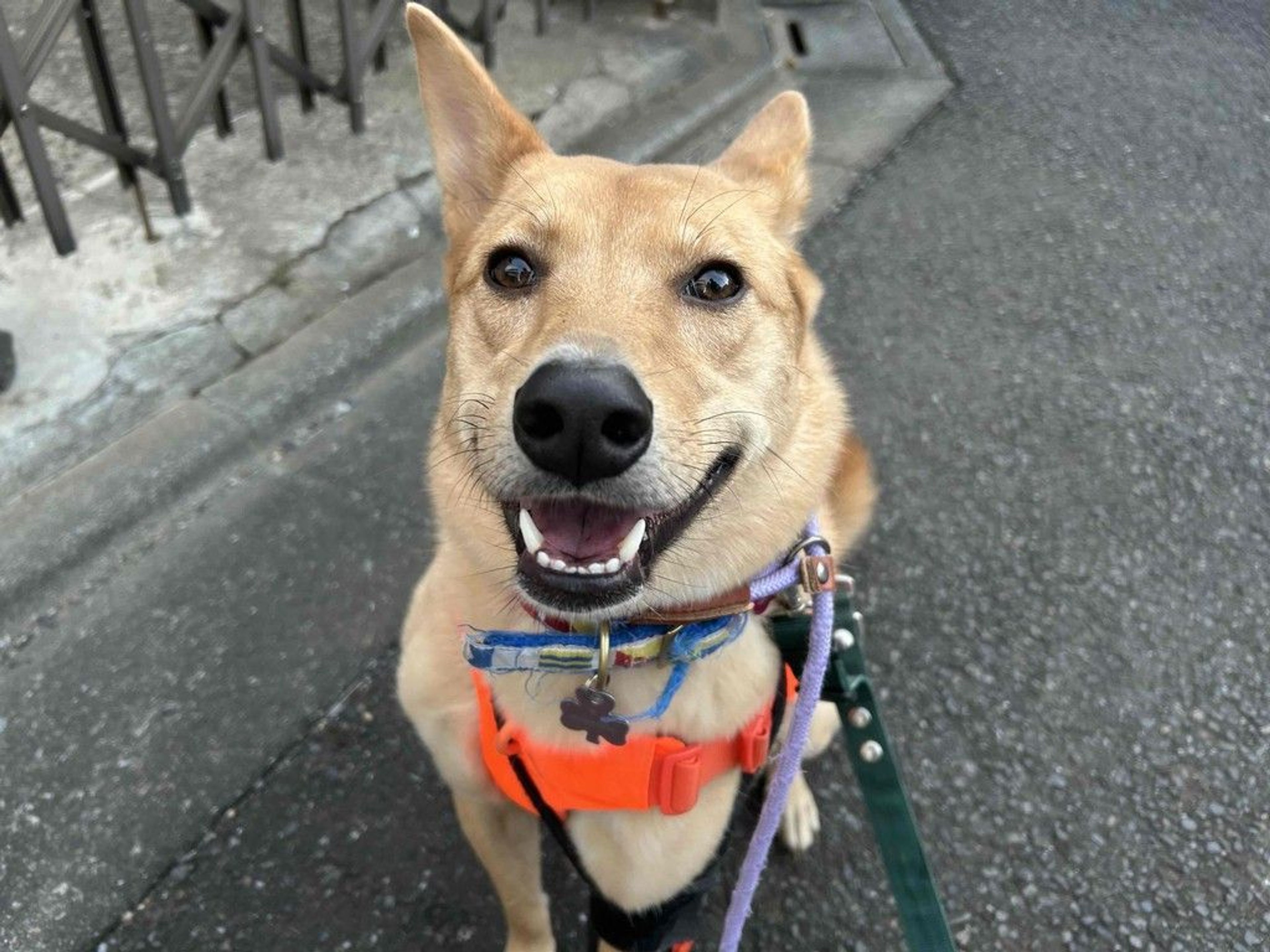 雑種（ミックス犬）・メスの里親募集の写真