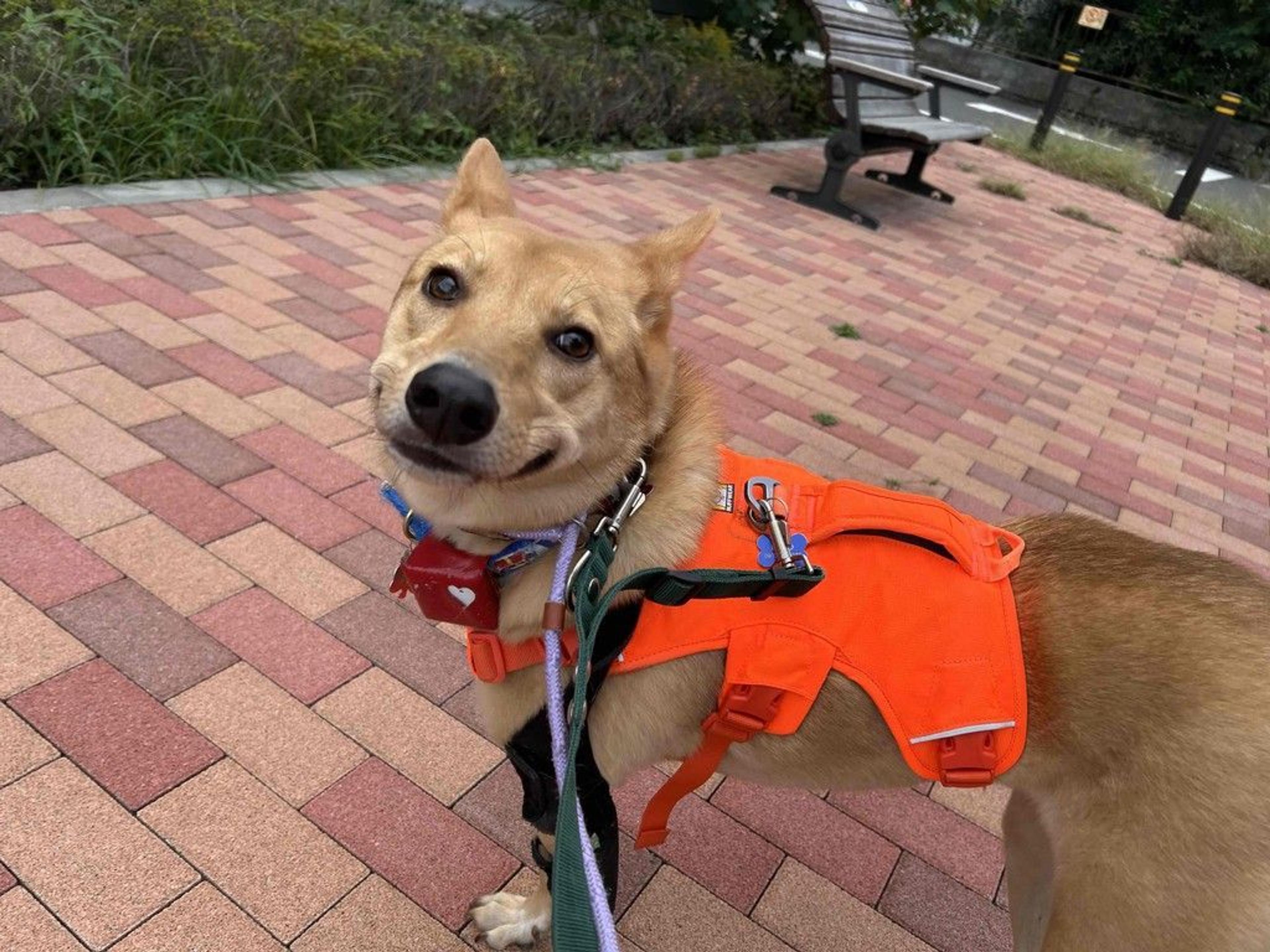 pet-image-2