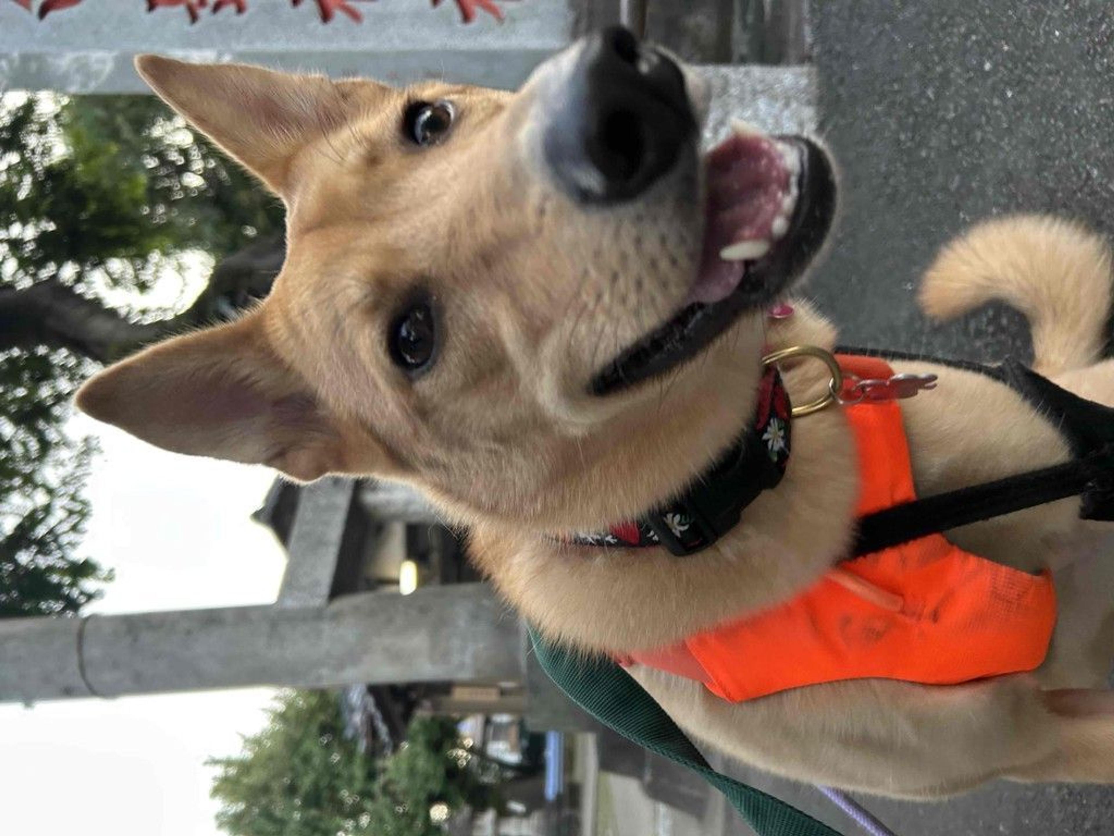 pet-image-4