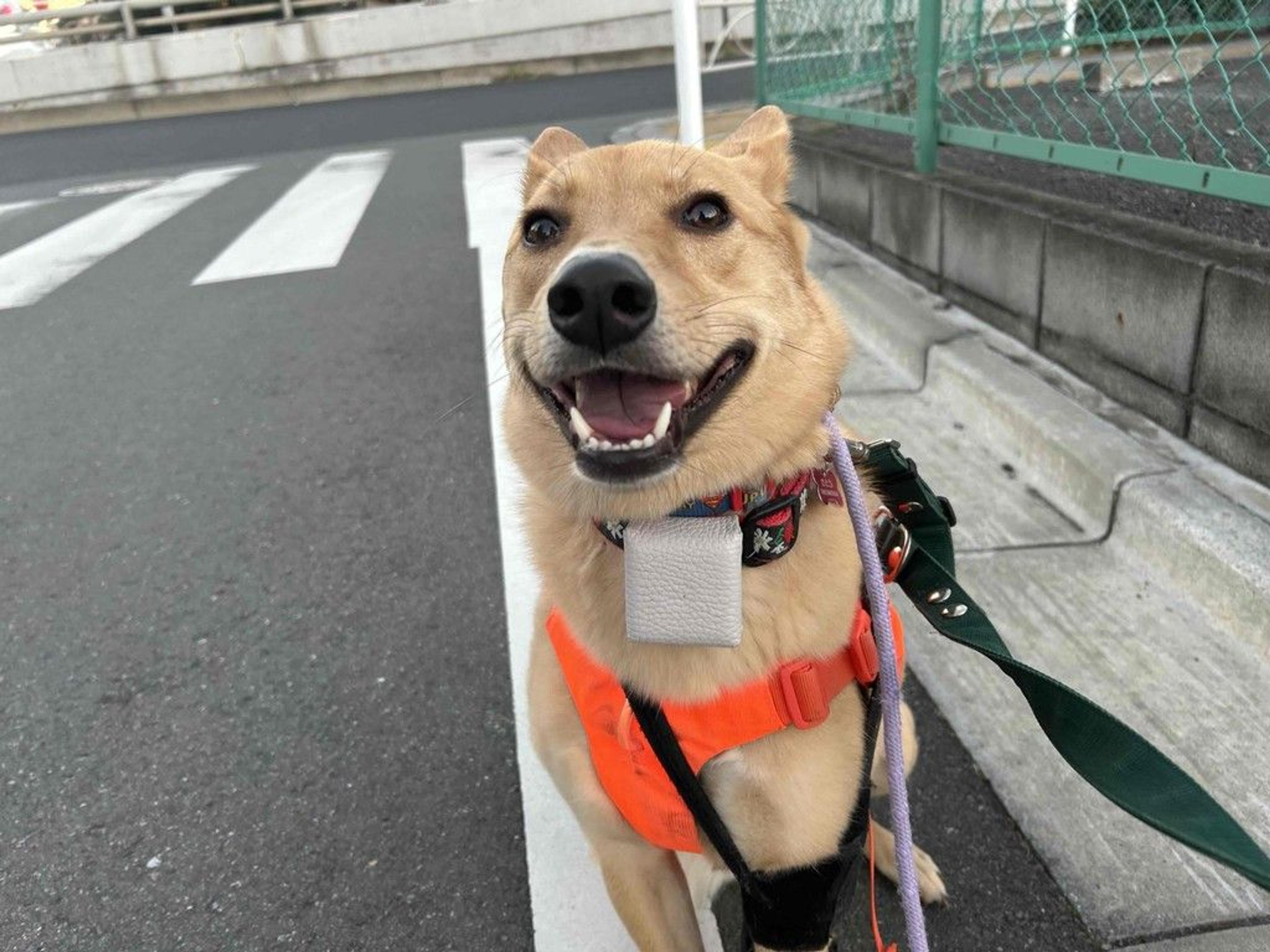 pet-image-5