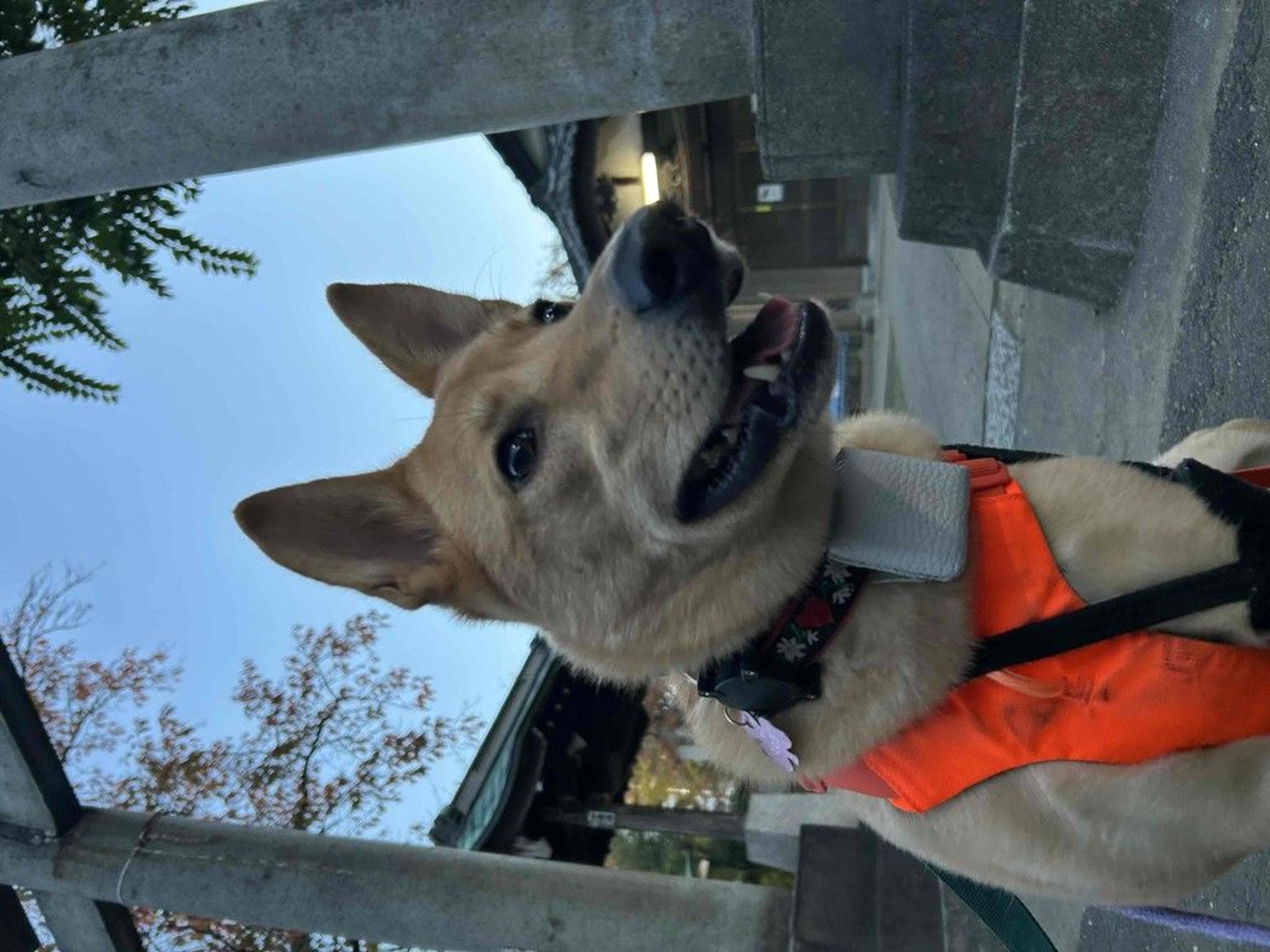 pet-image-7