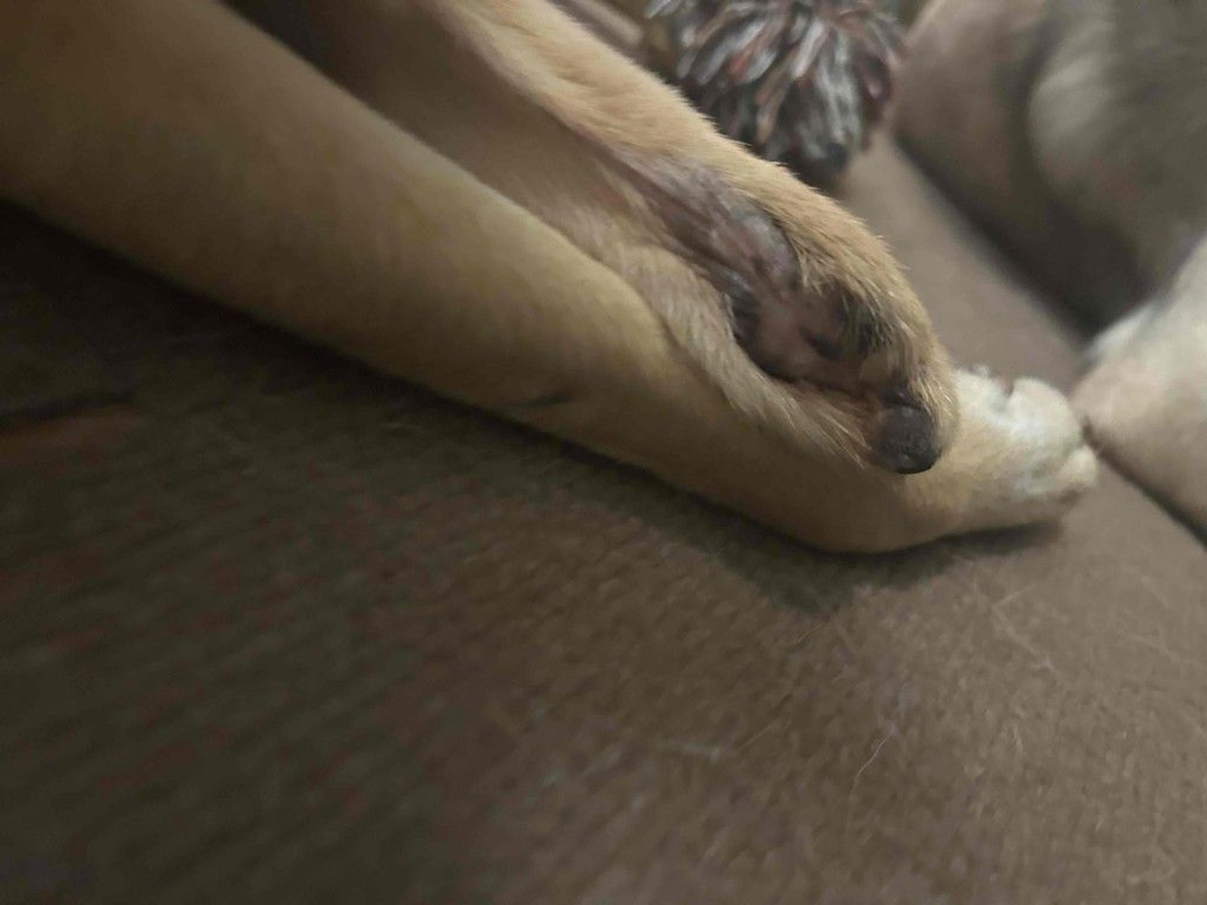 pet-image-8