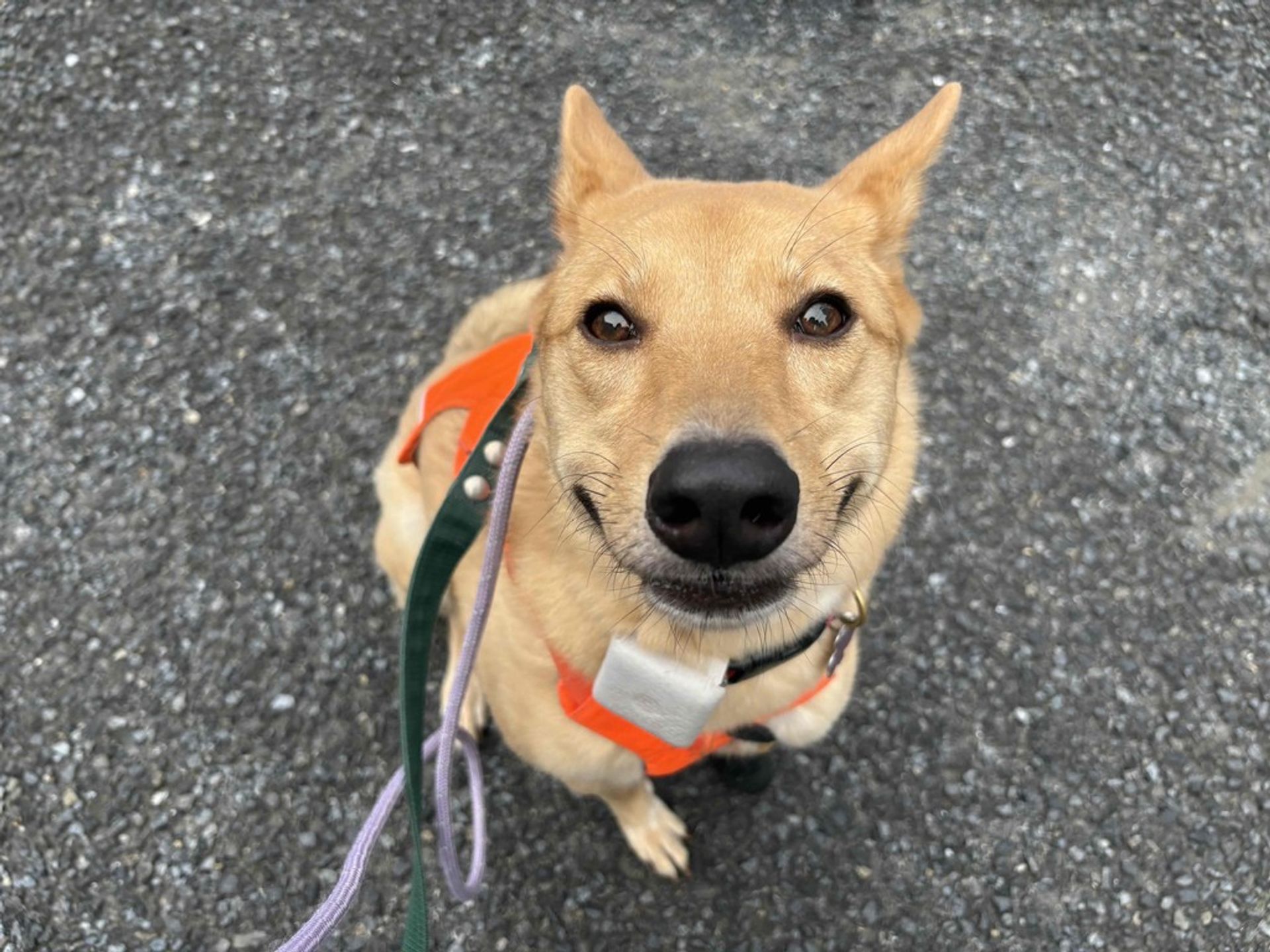 雑種（ミックス犬）・メスの里親募集の写真