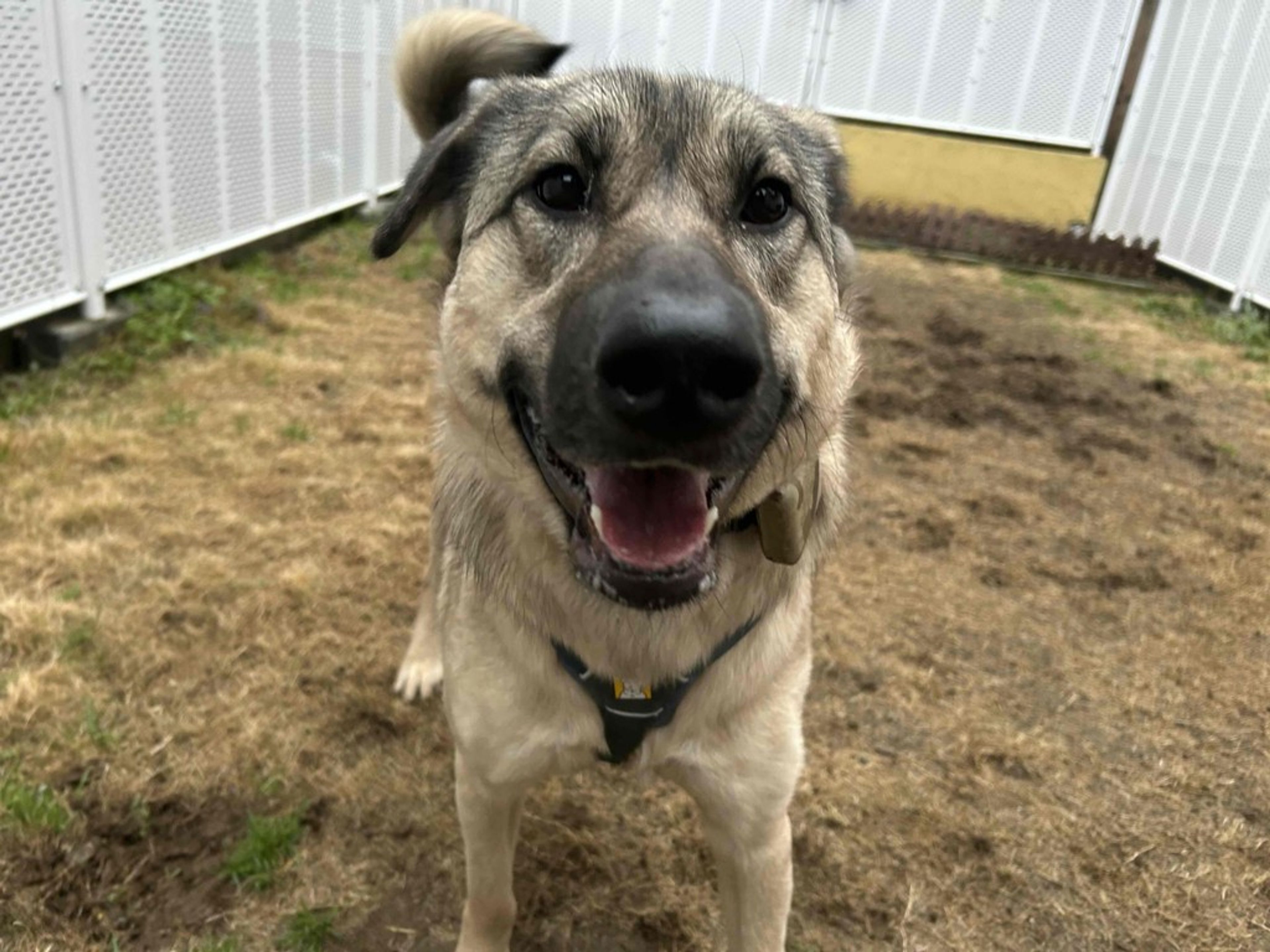 雑種（ミックス犬）・メスの里親募集の写真