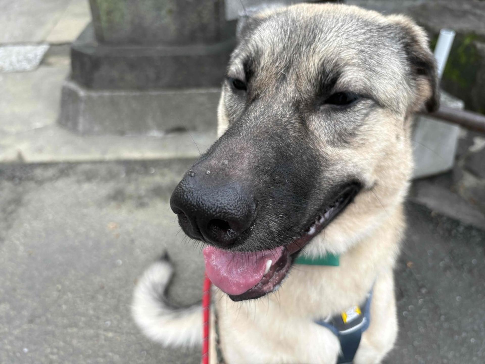 pet-image-3
