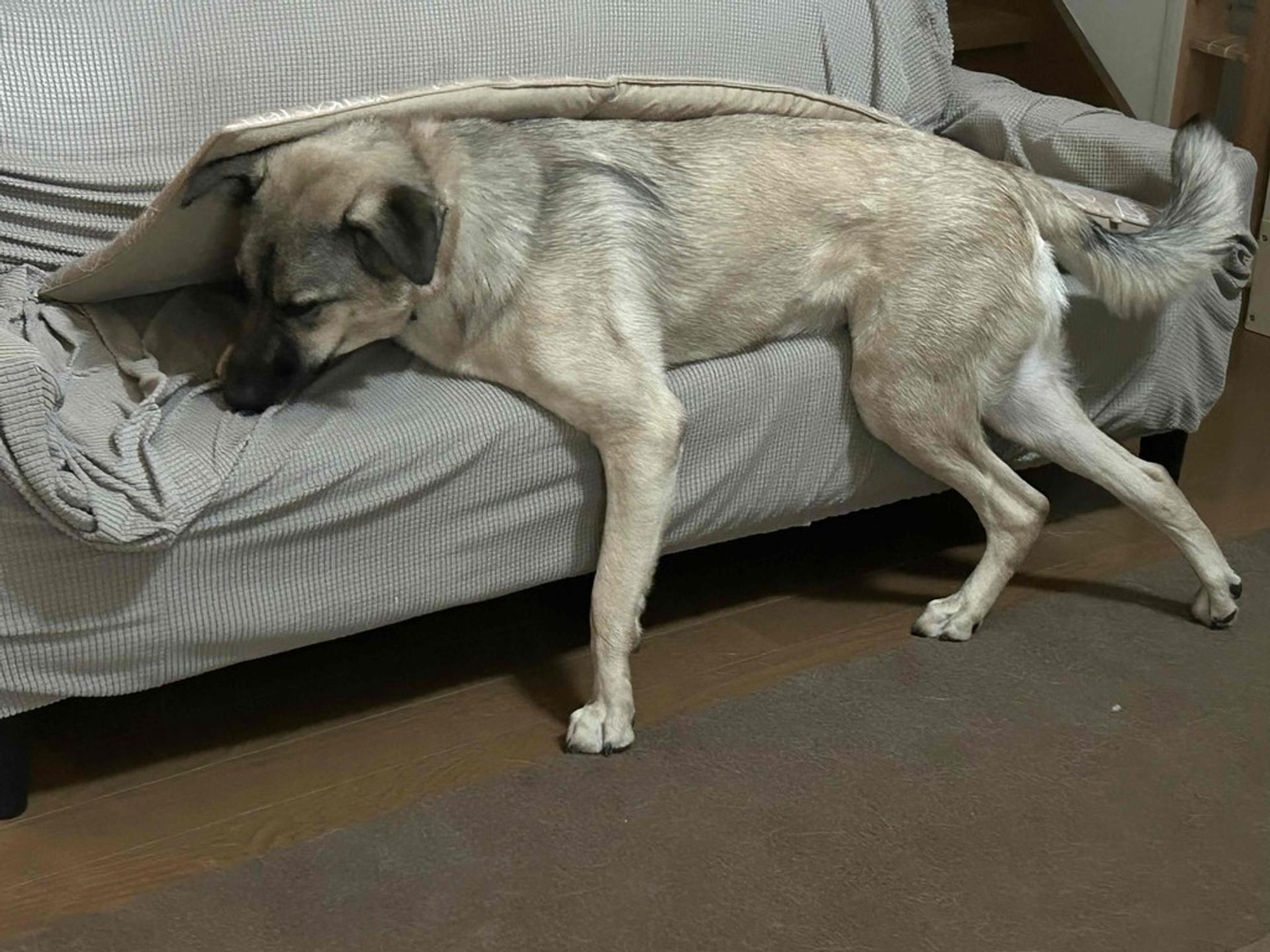 pet-image-4