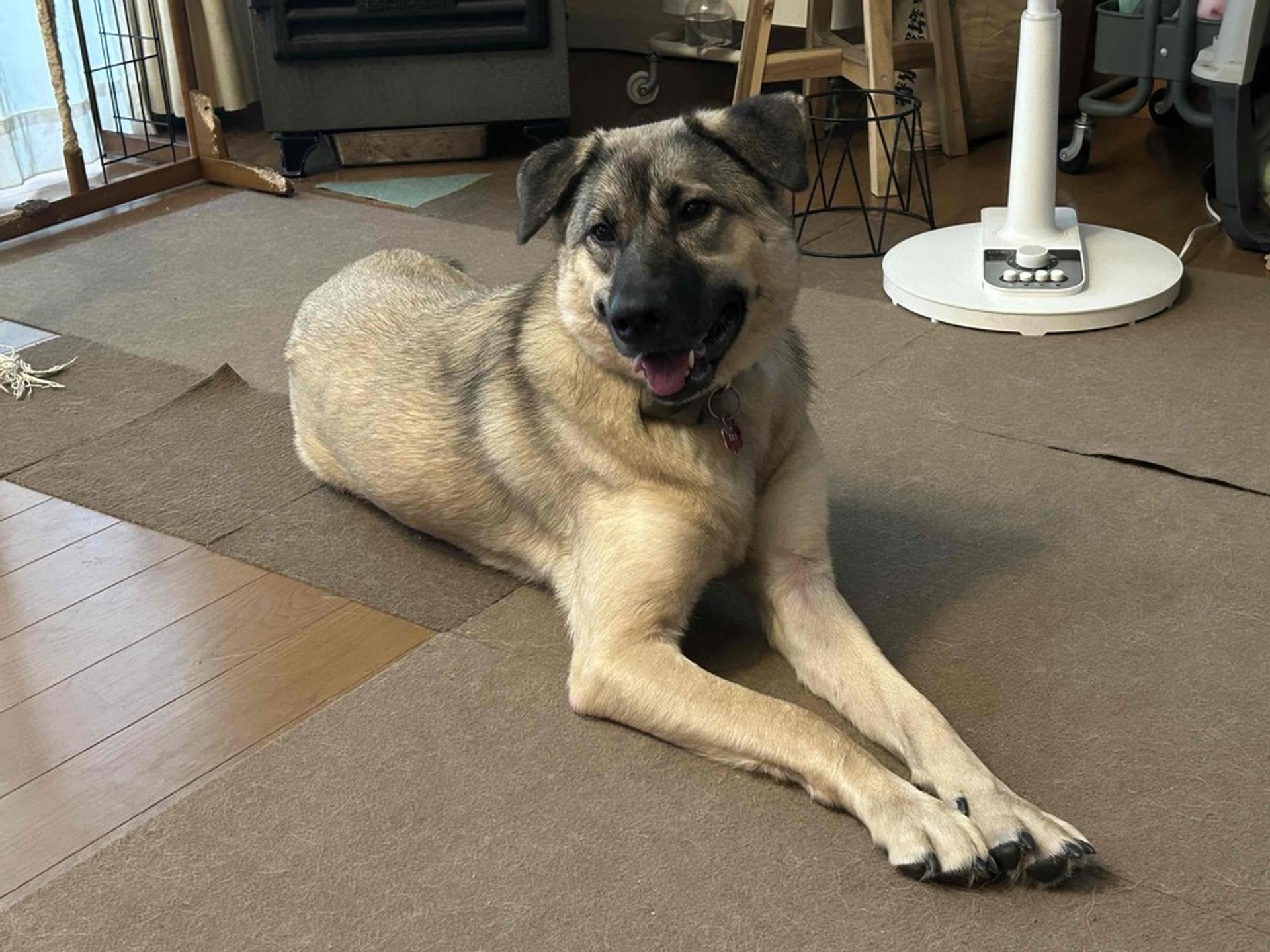 pet-image-6